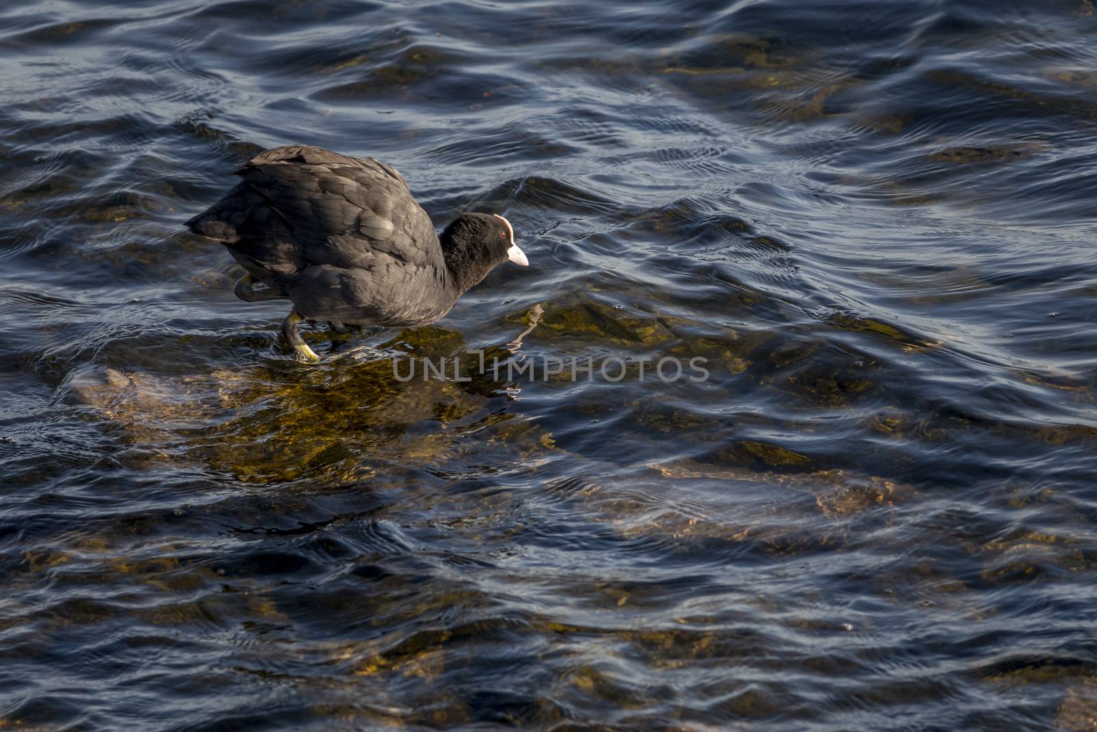 common moorhen bird standing on a stone in the water ready to dive and swim