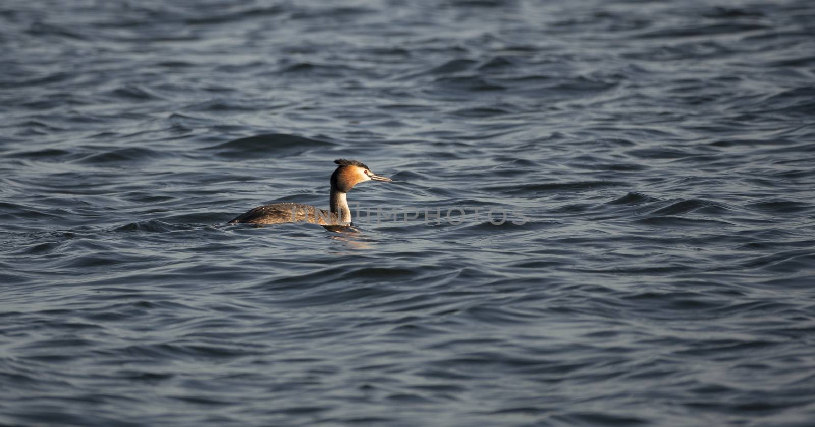 greben water bird swimming in the blue water