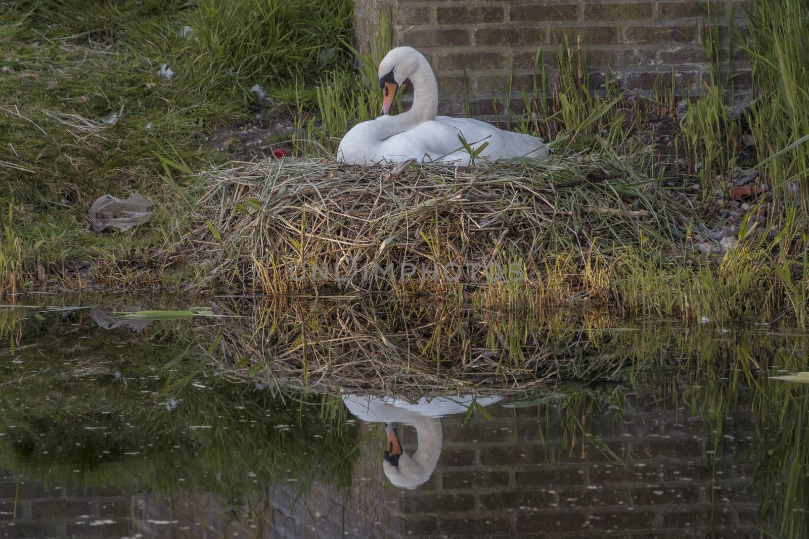 a female swam bird on the nest