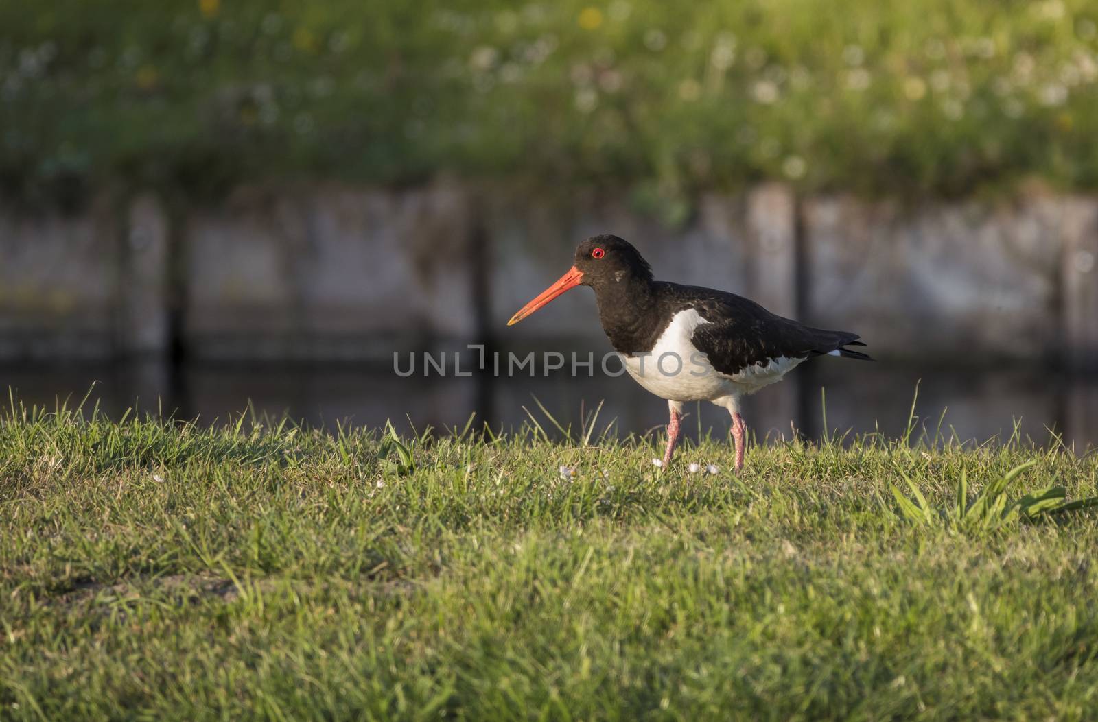 an oystercatcher bird black white with red beak on green grass with a smapp water as background