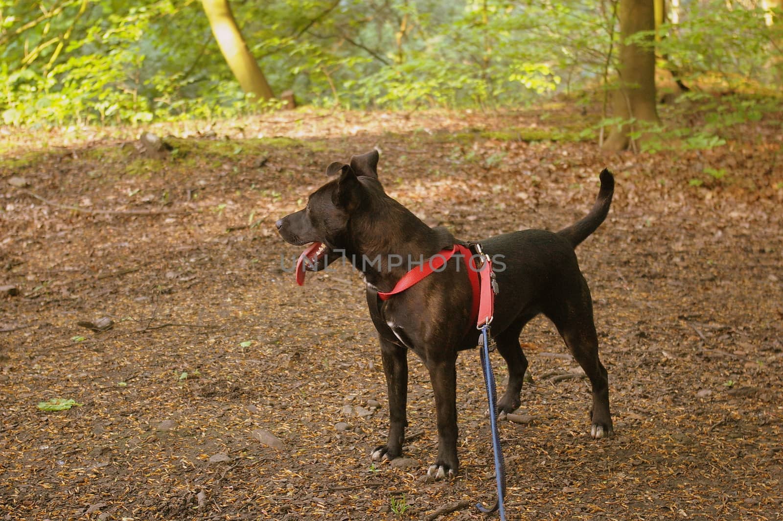 Staffordshire Bull Terrier Cross by flaneur9