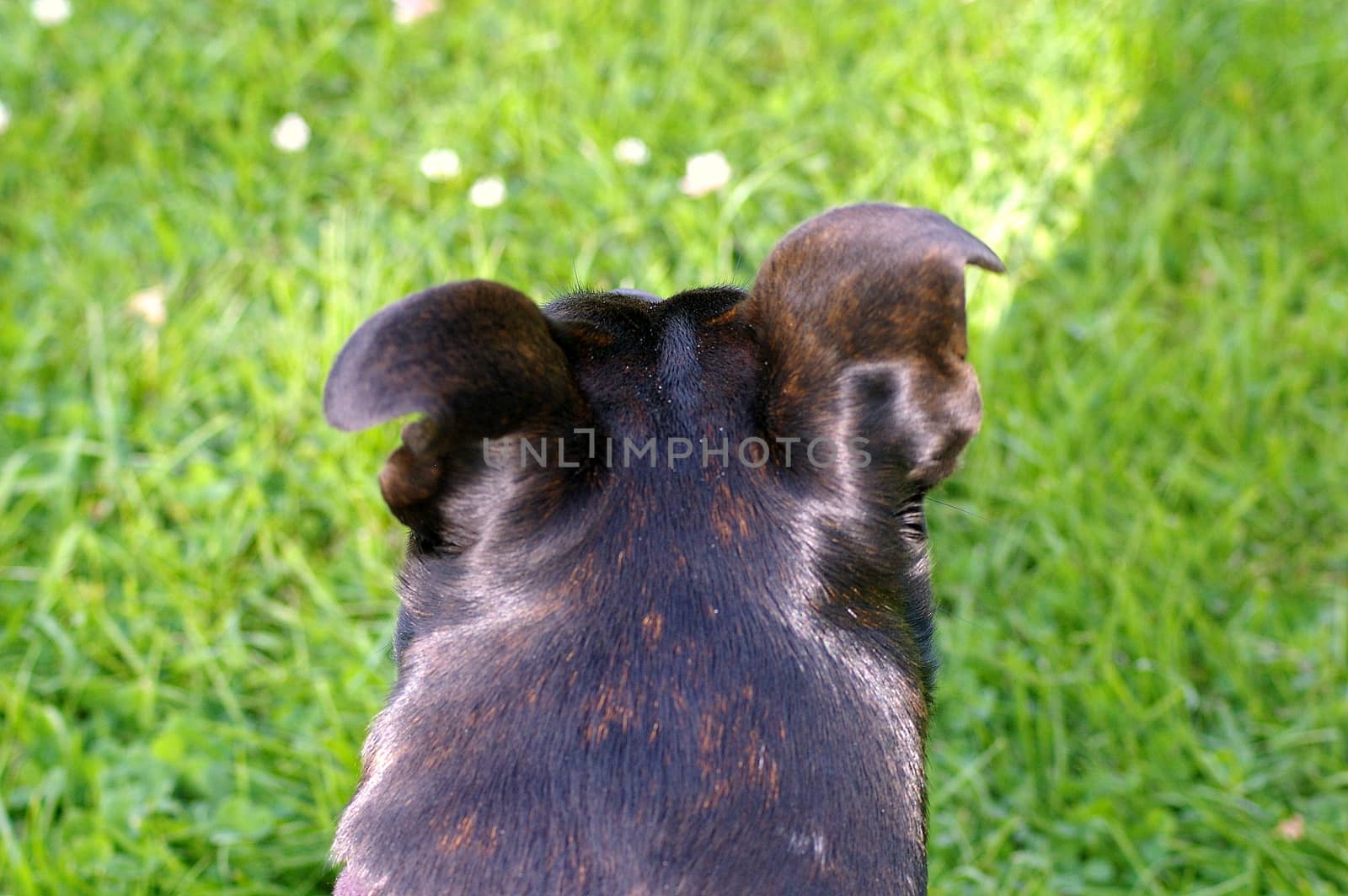 A black and brindle Staffordshire Bull Terrier crossed with one or more unknown breeds