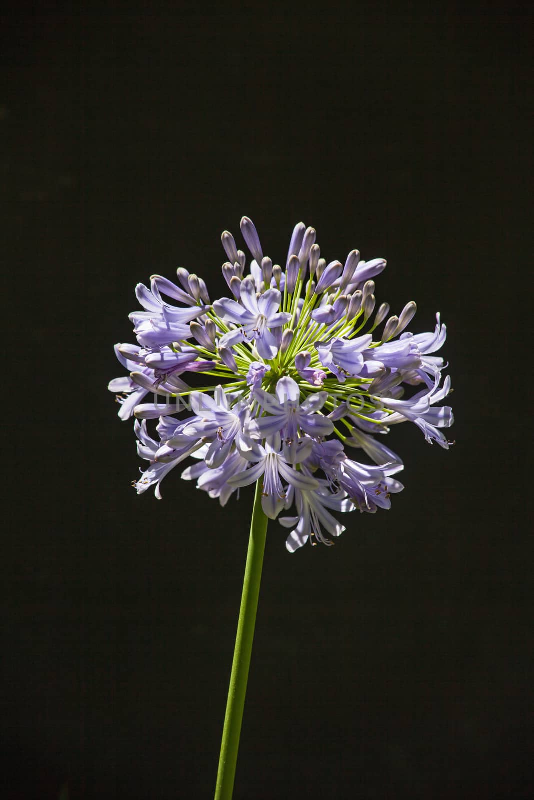 Inflorescence of Agapanthus praecox 13096 by kobus_peche