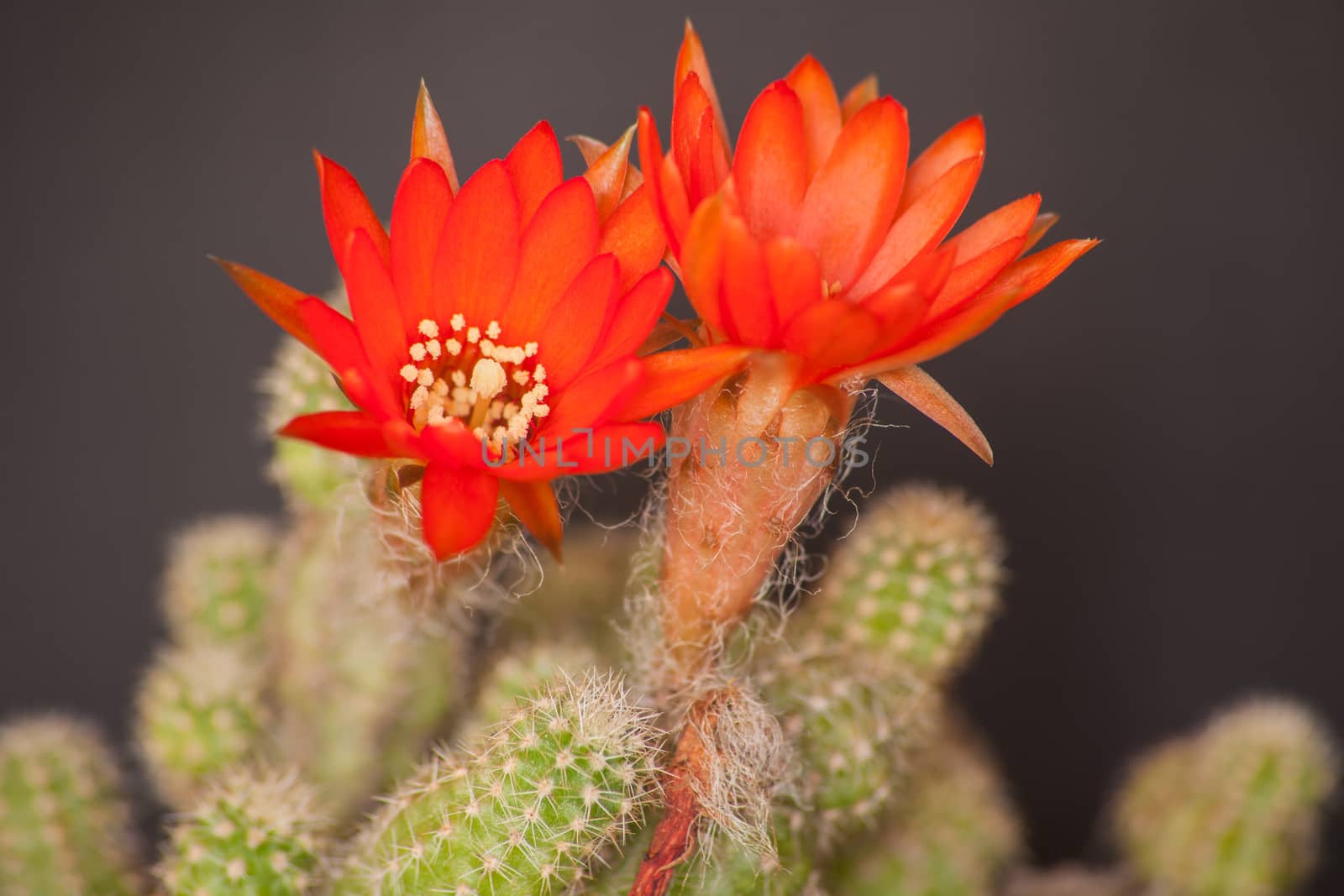 Echinopsis is a very large genus consisting of globose and fingerlike spiky cacti.