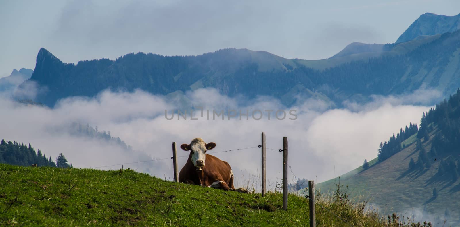 landscape of the Swiss Alps by bertrand