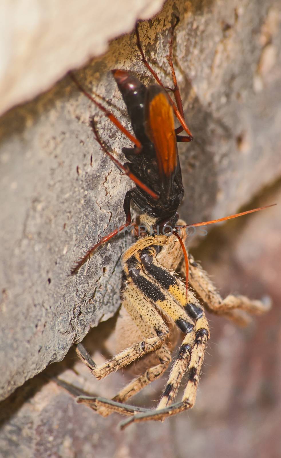 The adult wasps actually eats nectar, the female stings and paralyzes the spider and then drags it to her burrow. There she lays a single egg on it. Because the spider is not dead, the meat stays fresh and the larvae eat the spider alive.