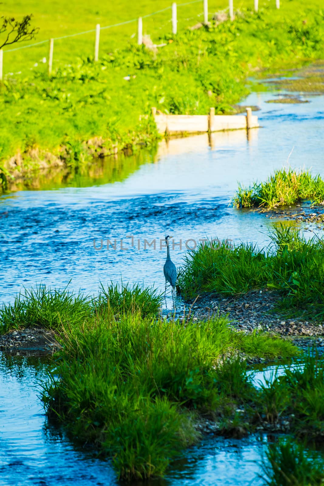 grey heron standing on a island in the river Bela looking for fish