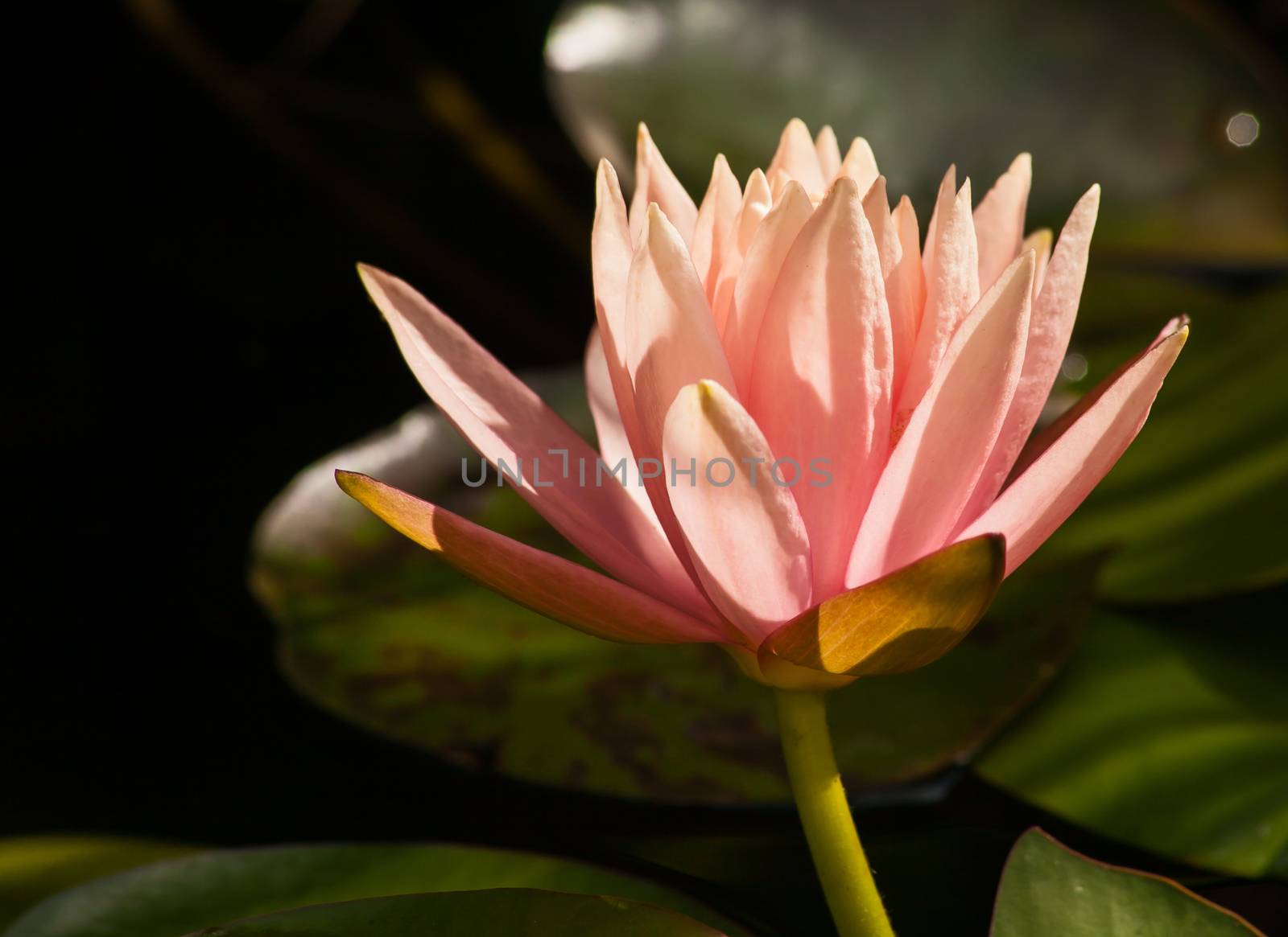 Macro image of a Peach colored Water Lily (Nymphaea caerulea) in a pond.
