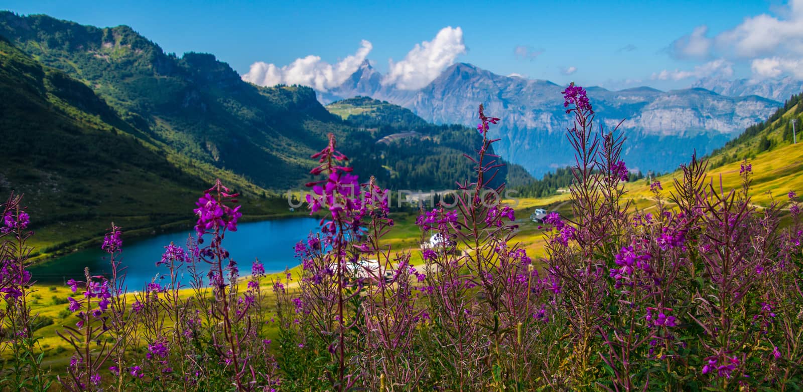 landscape of the Swiss Alps by bertrand