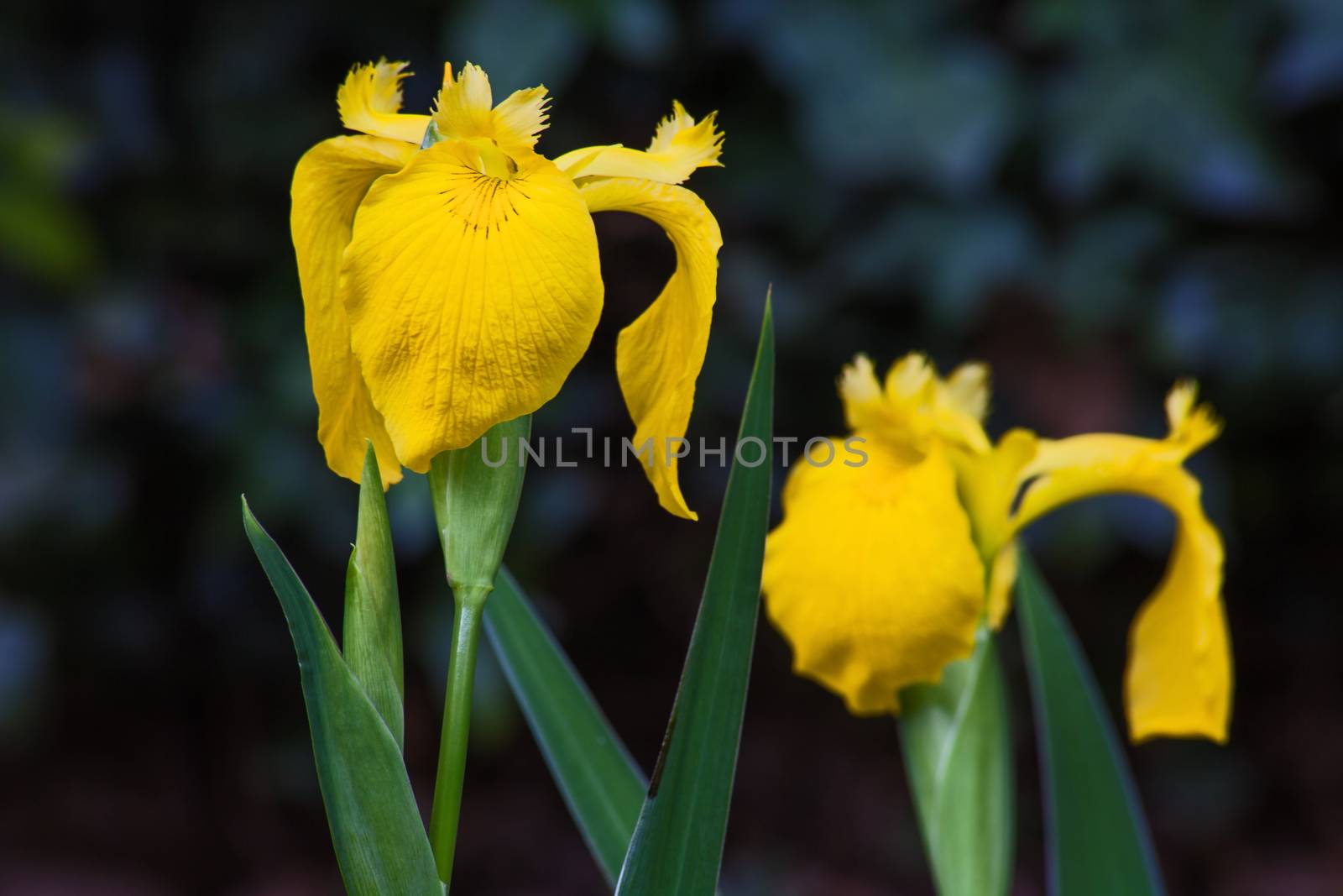 The Yellow Flag Iris (Iris pseudacorus) is an easy growing plant that grows in shallow water and boggy areas. Unfortunately it is a very invasive plant.