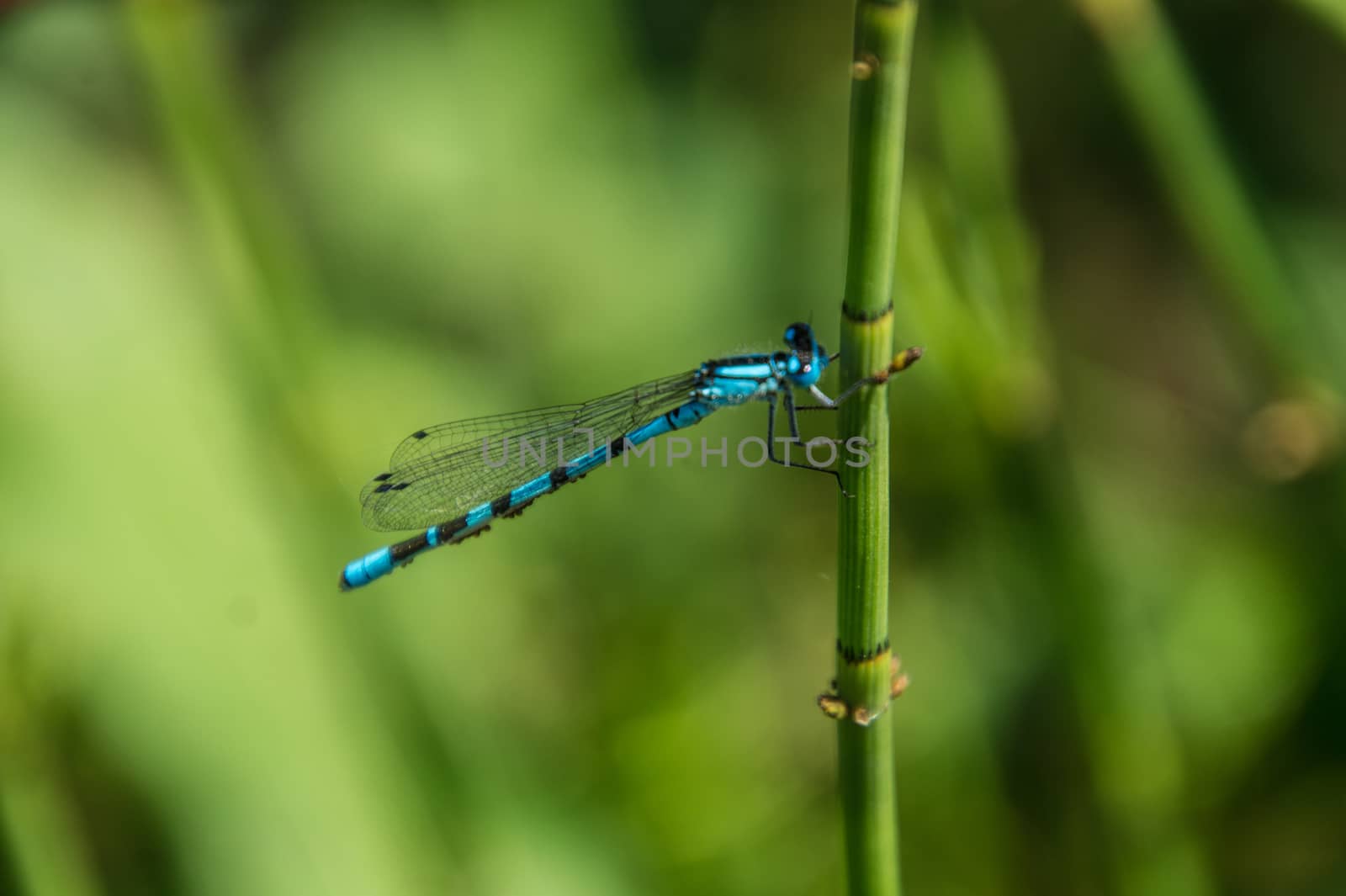 Calopteryx splendens of lake of godivelle in puy de dome in france