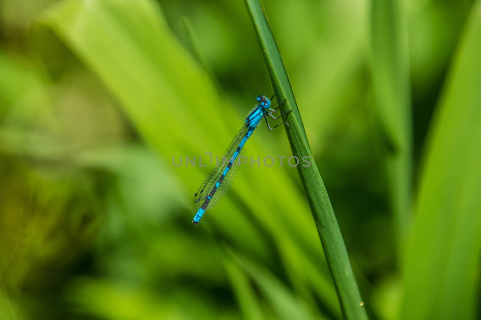 Calopteryx splendens of lake of godivelle in puy de dome in france
