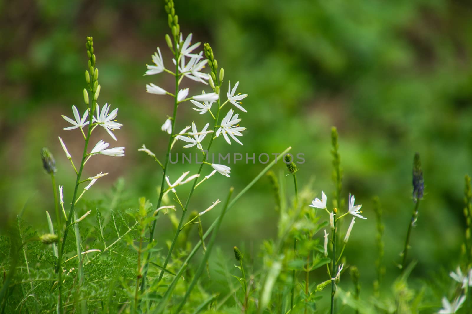 lilium,solalex,vaud,swiss