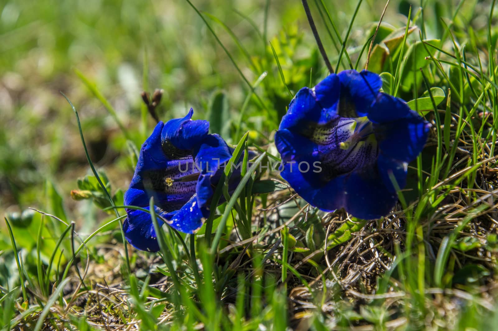 gentiana,cheney,valtournenche,val aosta,italy