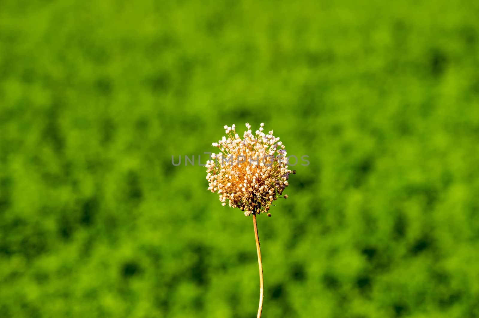 Leek flower (Allium ampeloprasum) close up of the vegetable flower growing.