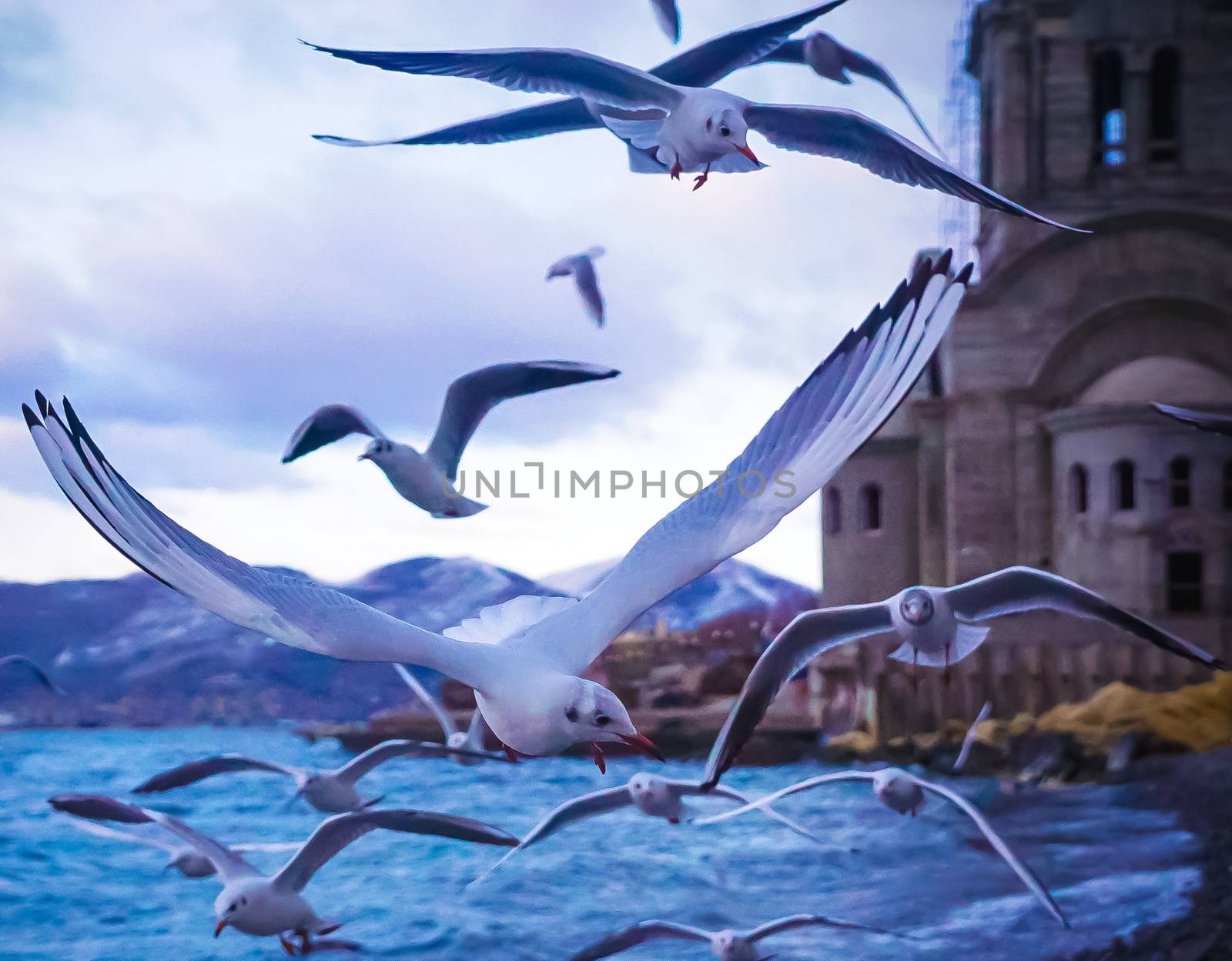 Seagulls by the sea near the chapel. Landscape of the Novorossiysk embankment.