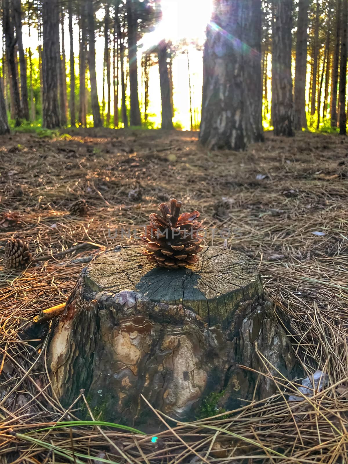 A pine cone is standing on a stump in the forest against a sunset.
