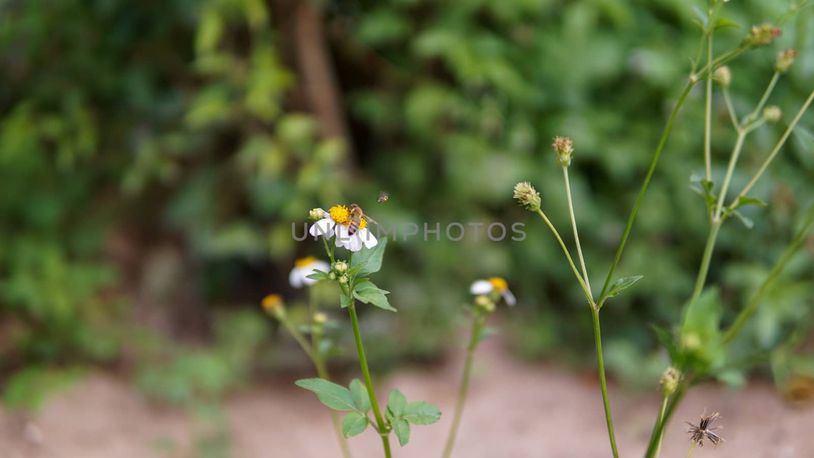 Honey bees pollinating on flower in the garden.