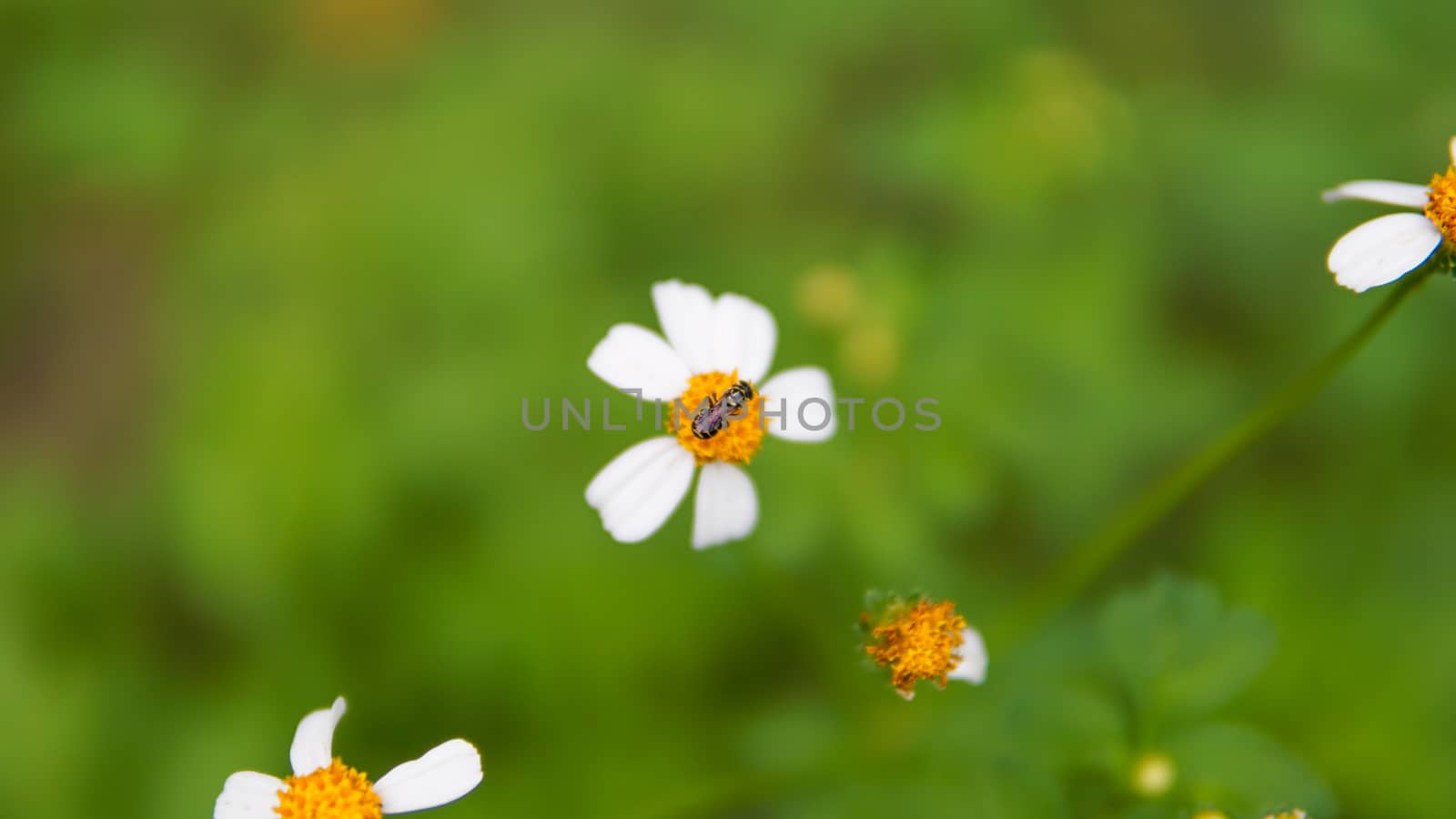 Honey bees pollinating on flower in the garden.