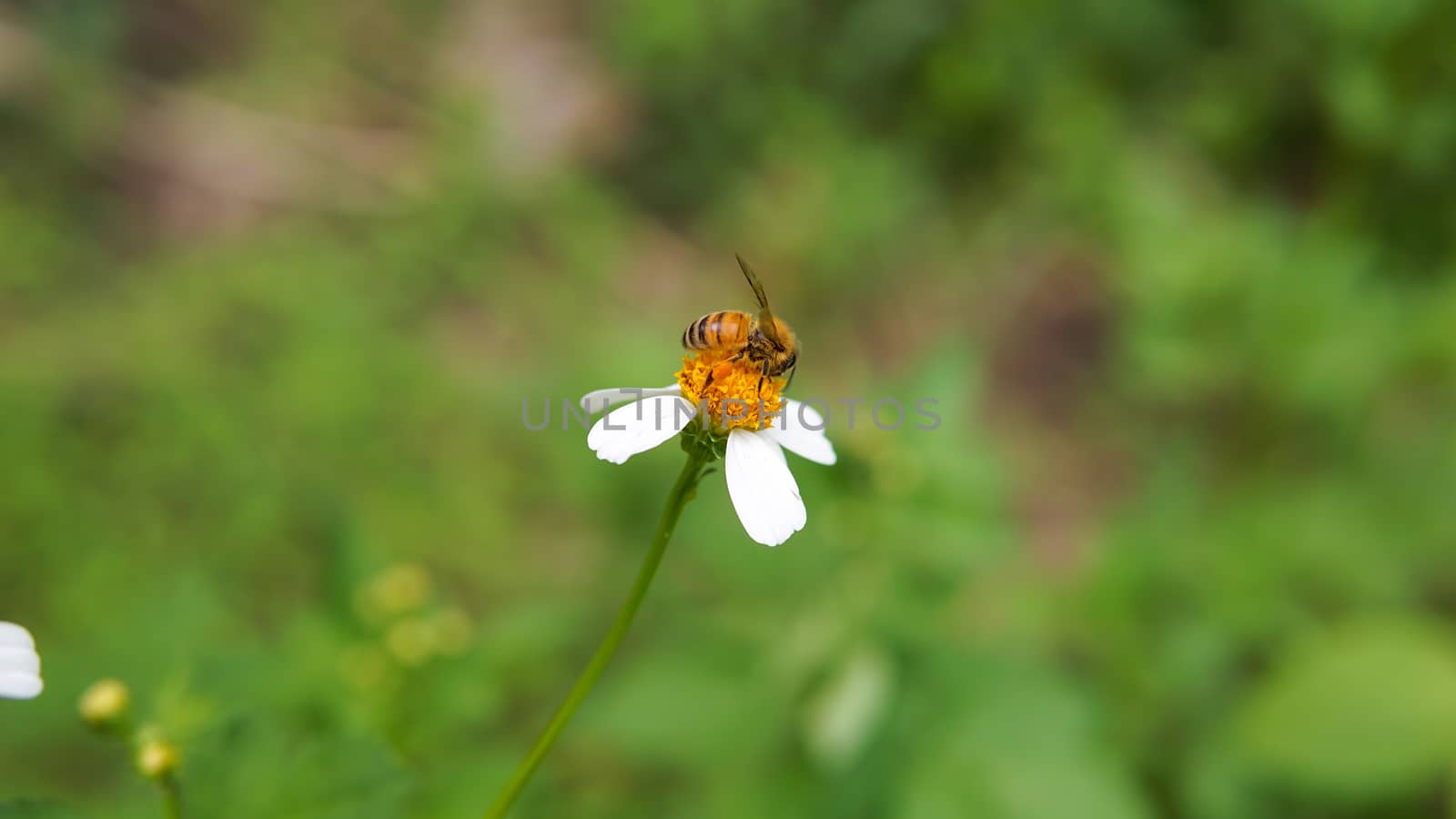 Honey bees pollinating on flower in the garden.