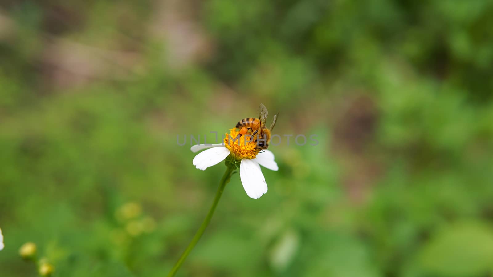 Honey bees pollinating on flower in the garden.