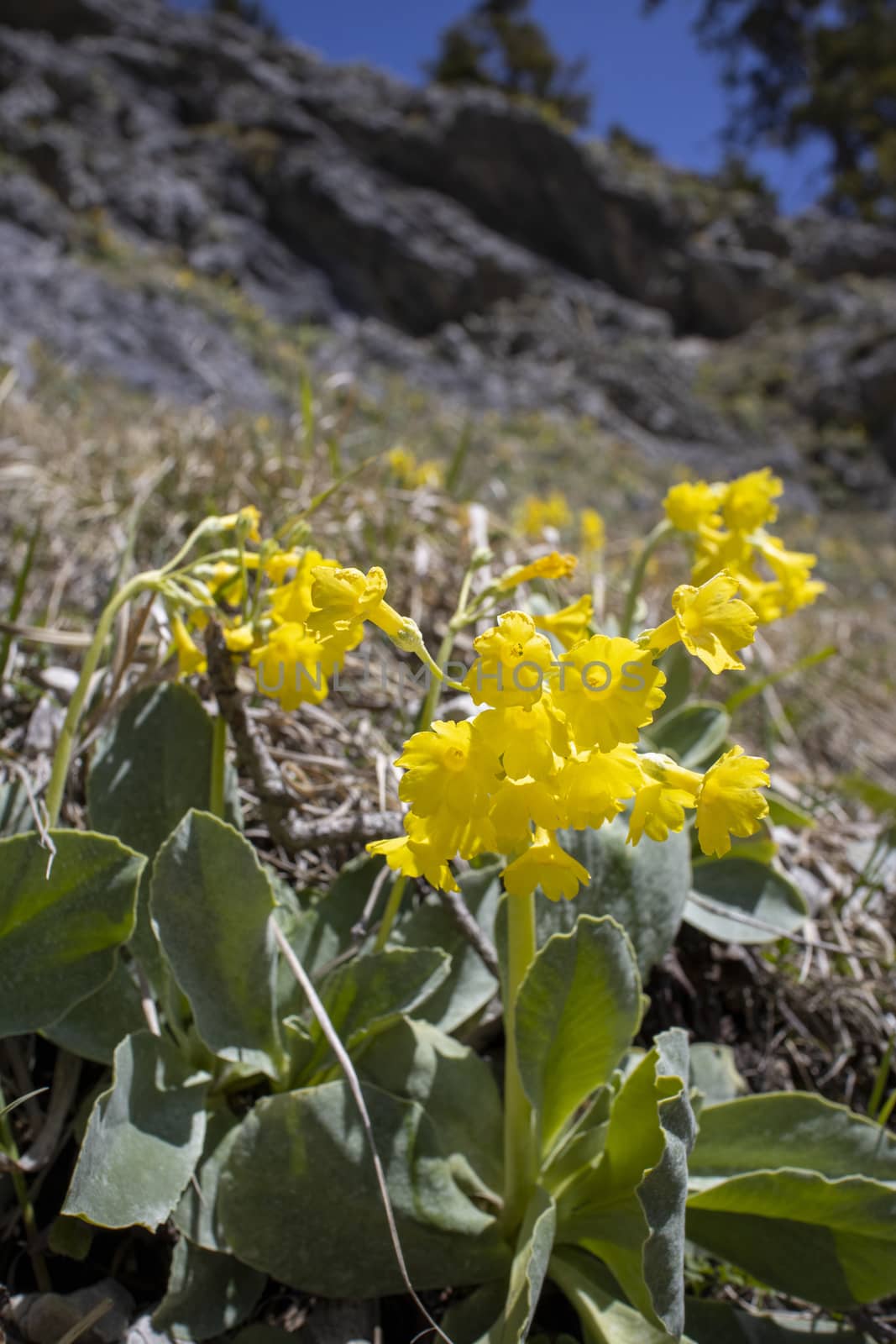 cowslip flower in the bavarian alps