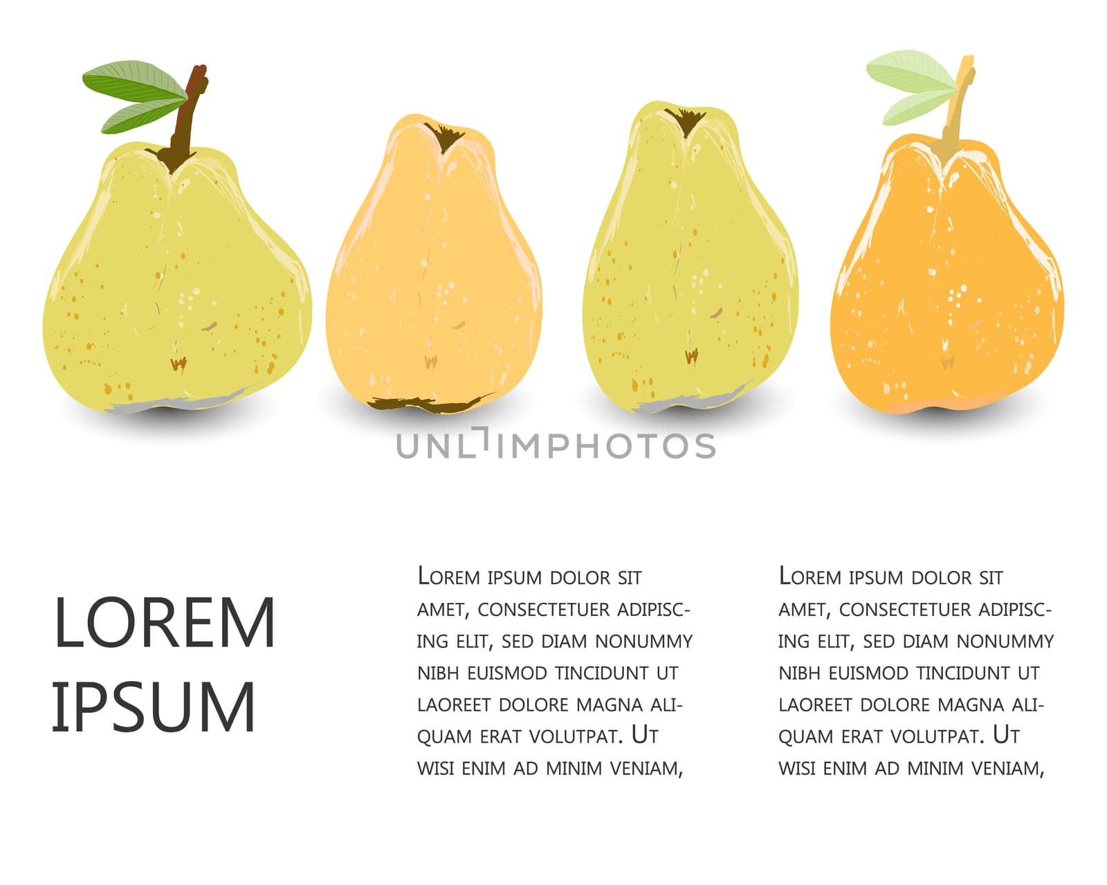 Yellow and orange pears set with copy space vector illustration. Set for design, banner, menu, poster.