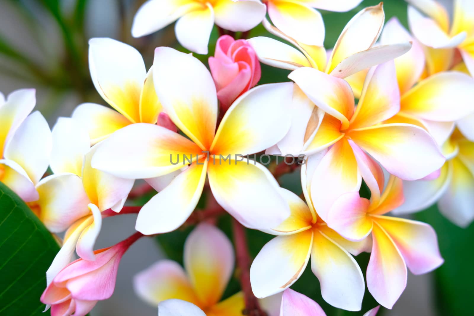 Plumeria flower pink and white tropical flower, frangipani flower blooming on tree, nature background spa flowers. 