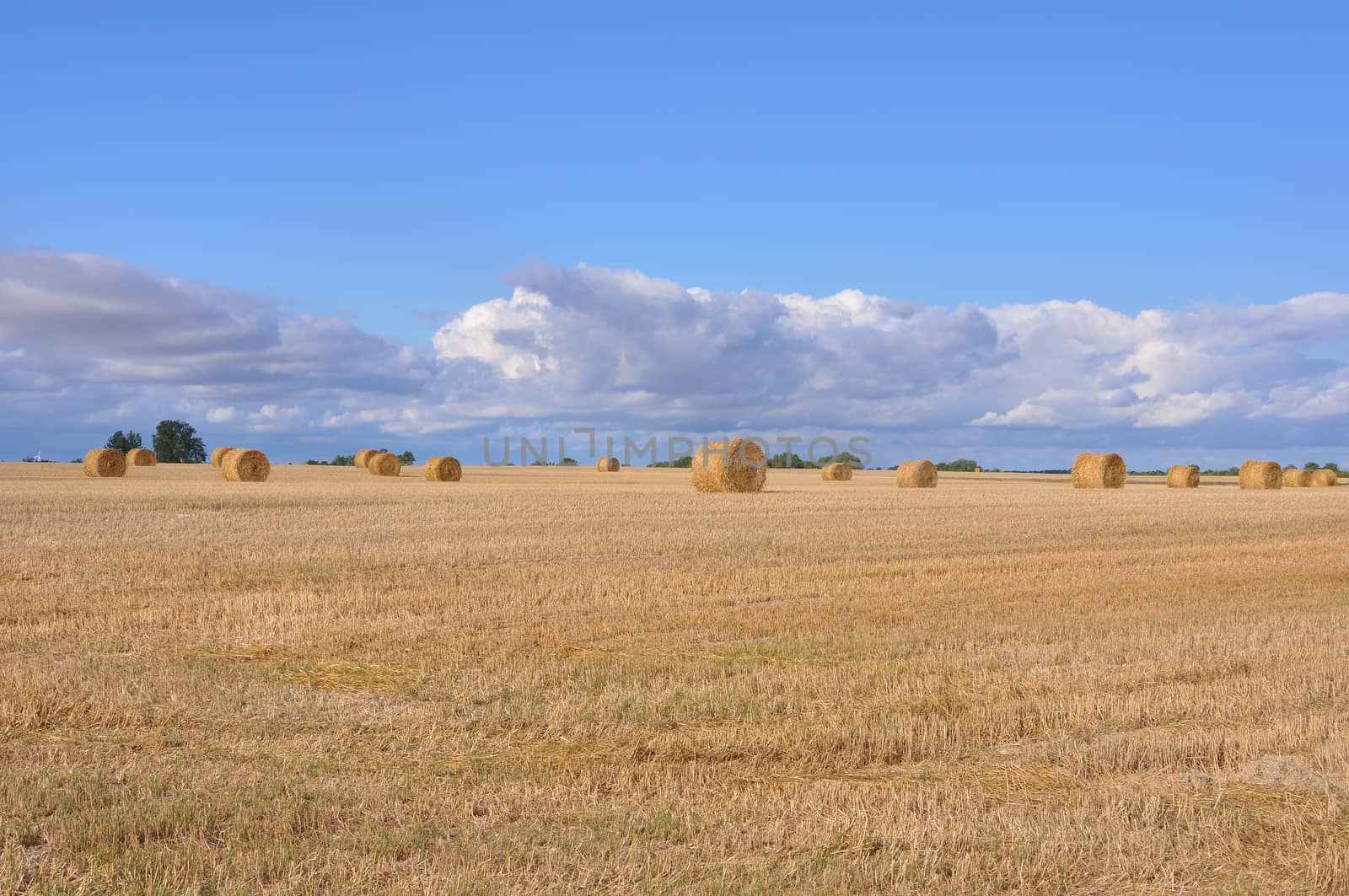 grain fields that has already been harvested with rolled boots