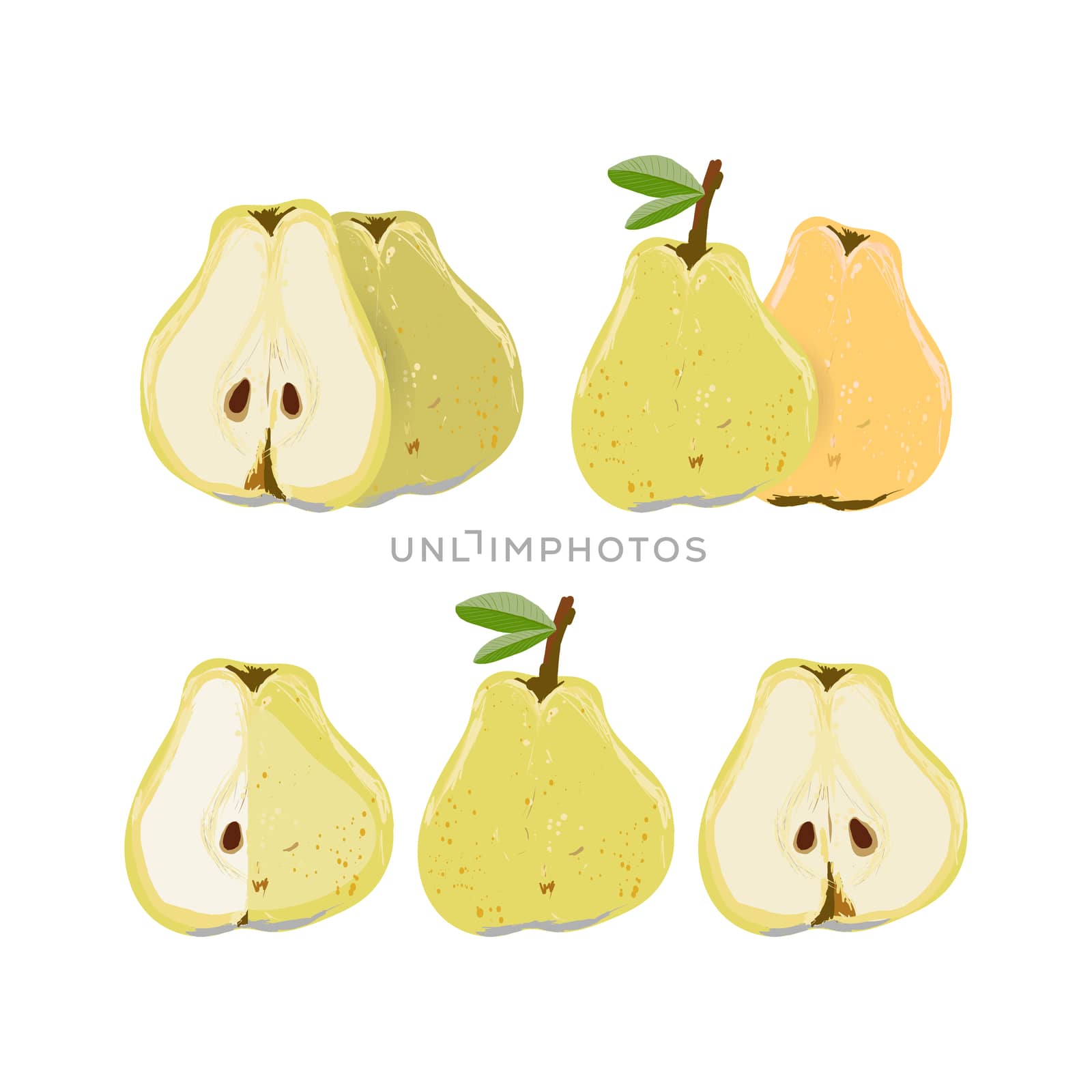 Set with whole and cut pear isolated on white background vector illustration. Summer fruit set for design, banner, menu, poster.