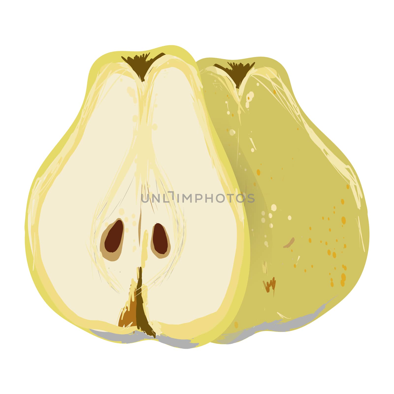 Pear whole and cut in half isolated on white background vector illustration. Summer fruit set for design, banner, menu, poster.