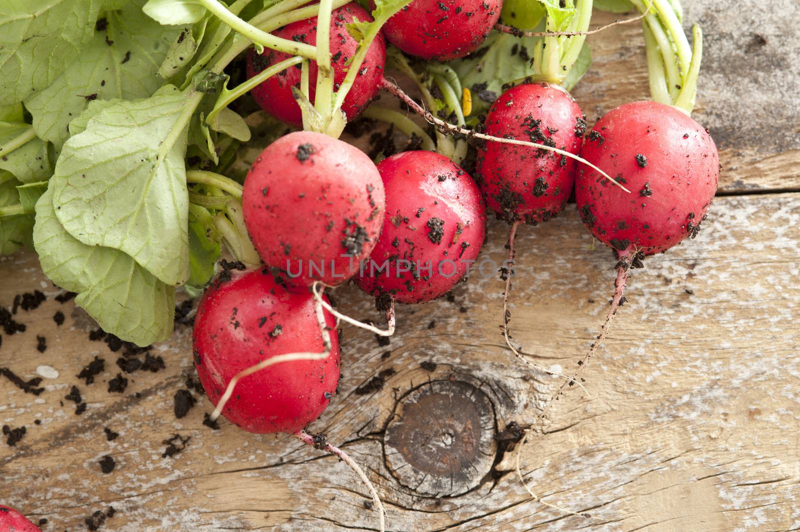 Freshly harvested radish against wooden background by stockarch