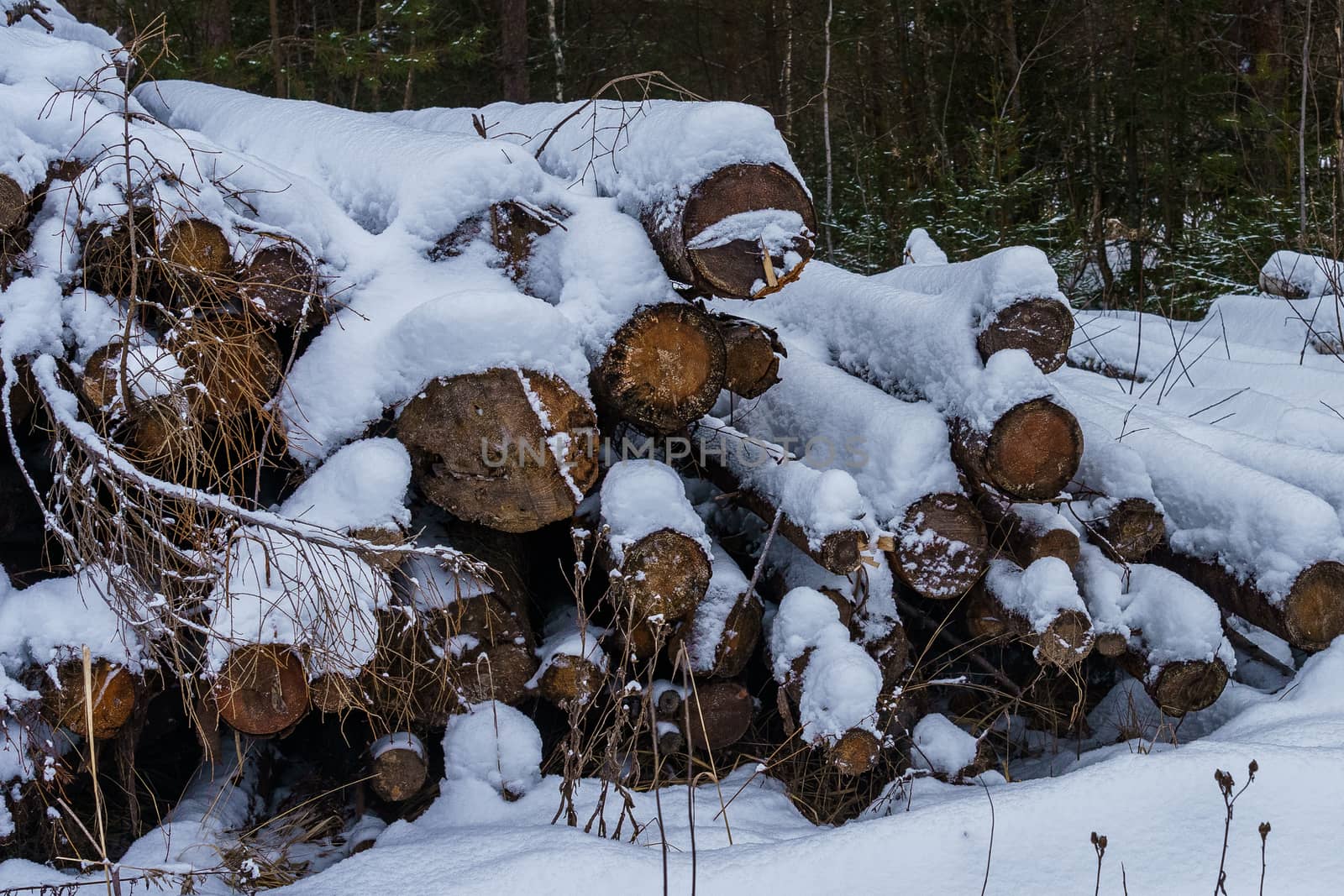 Logs in a pile covered with snow, partially rotted on a winter day