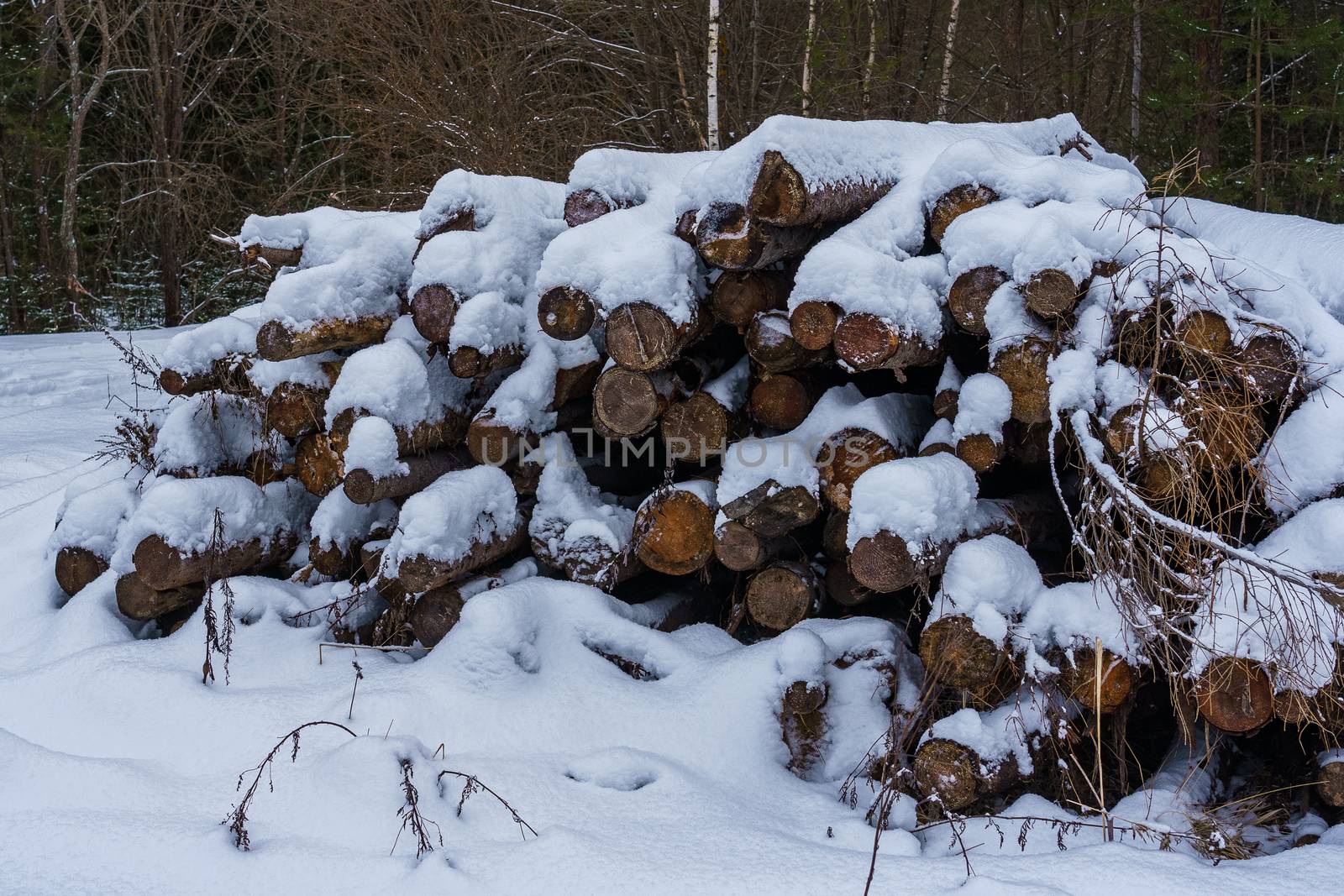 Logs in a pile covered with snow, partially rotted  by VADIM