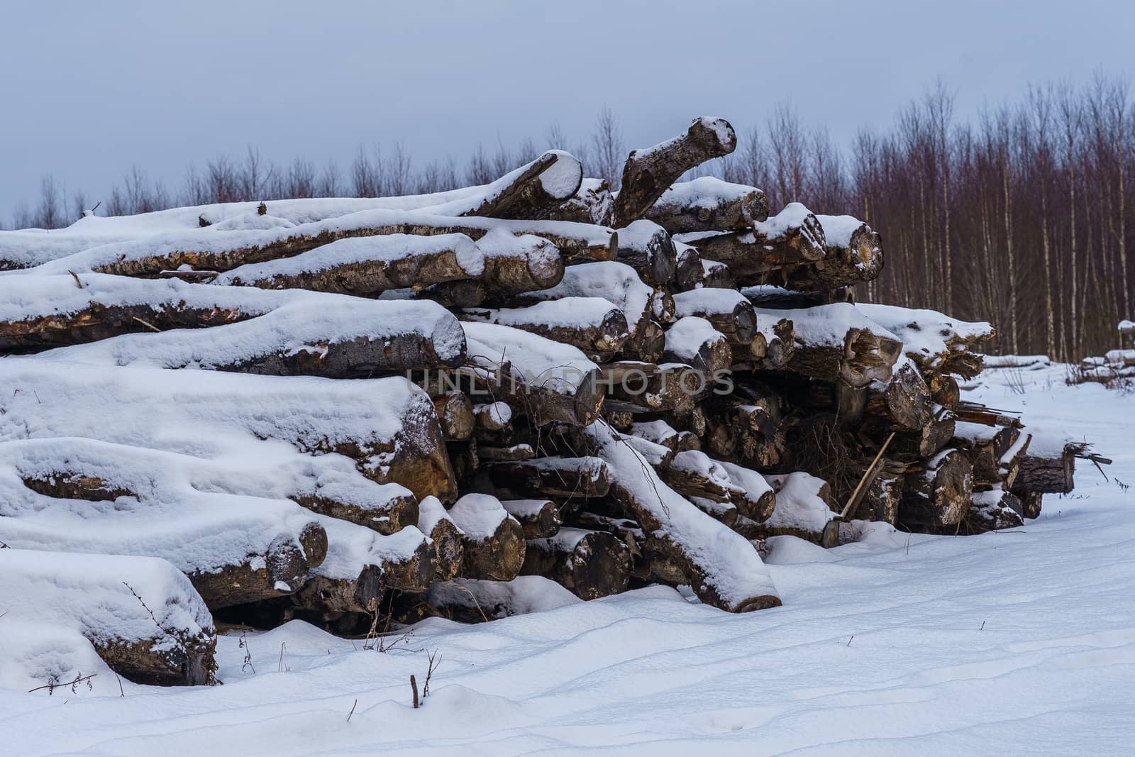 Logs in a pile covered with snow, partially rotted on a winter day