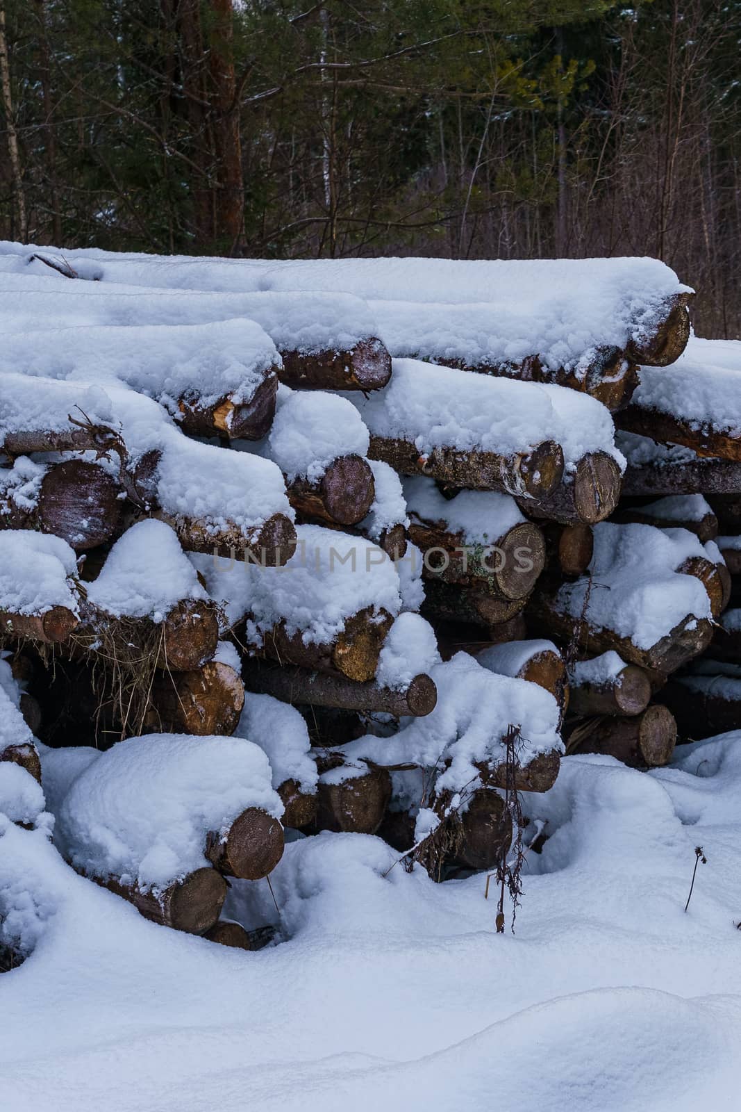 Logs in a pile covered with snow, partially rotted on a winter day