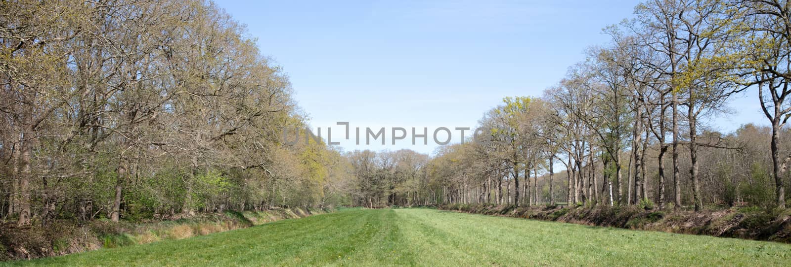 Green meadow surrounded by trees  by michaklootwijk