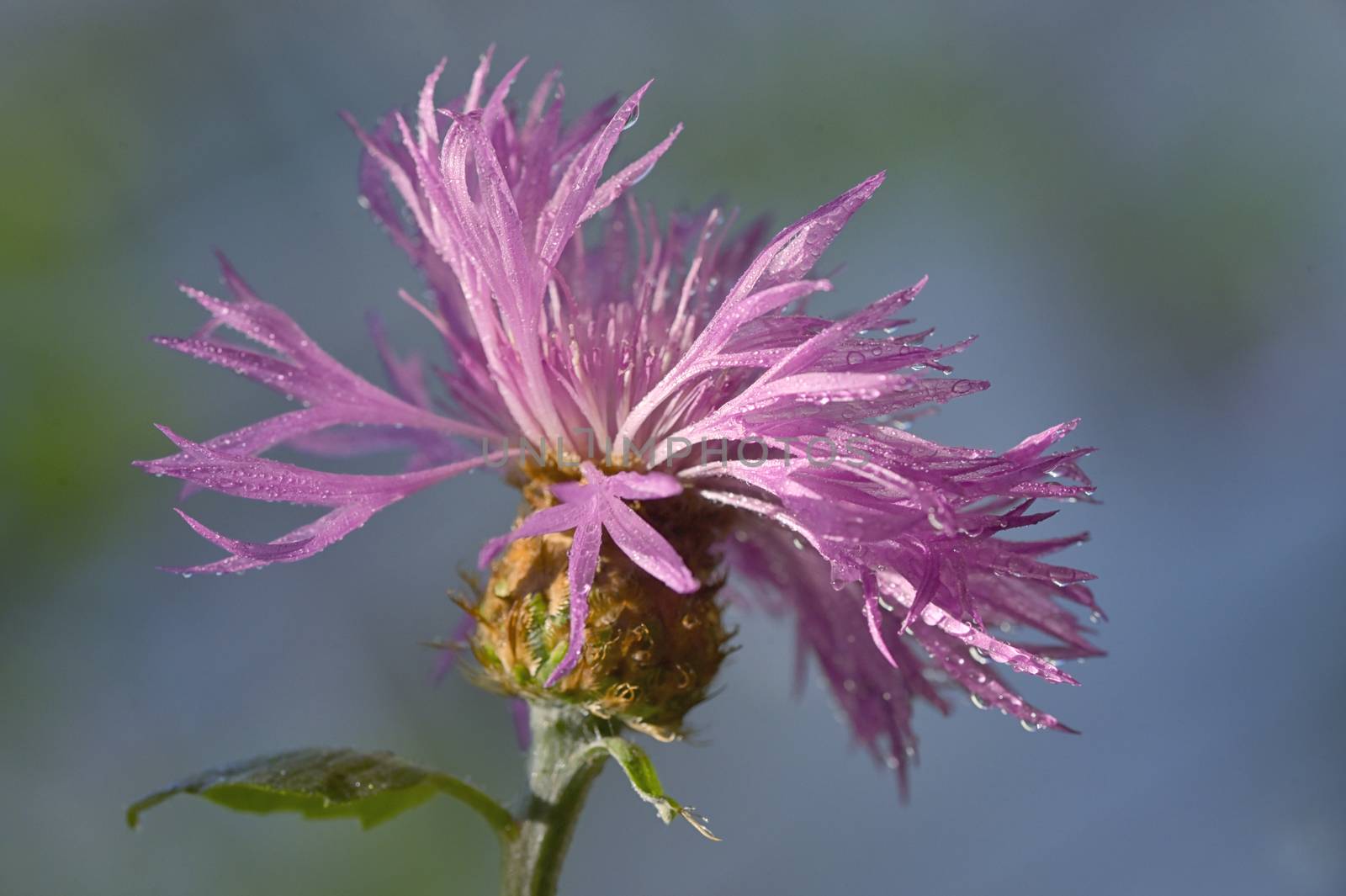 Thistle Closeup on spring field by mady70