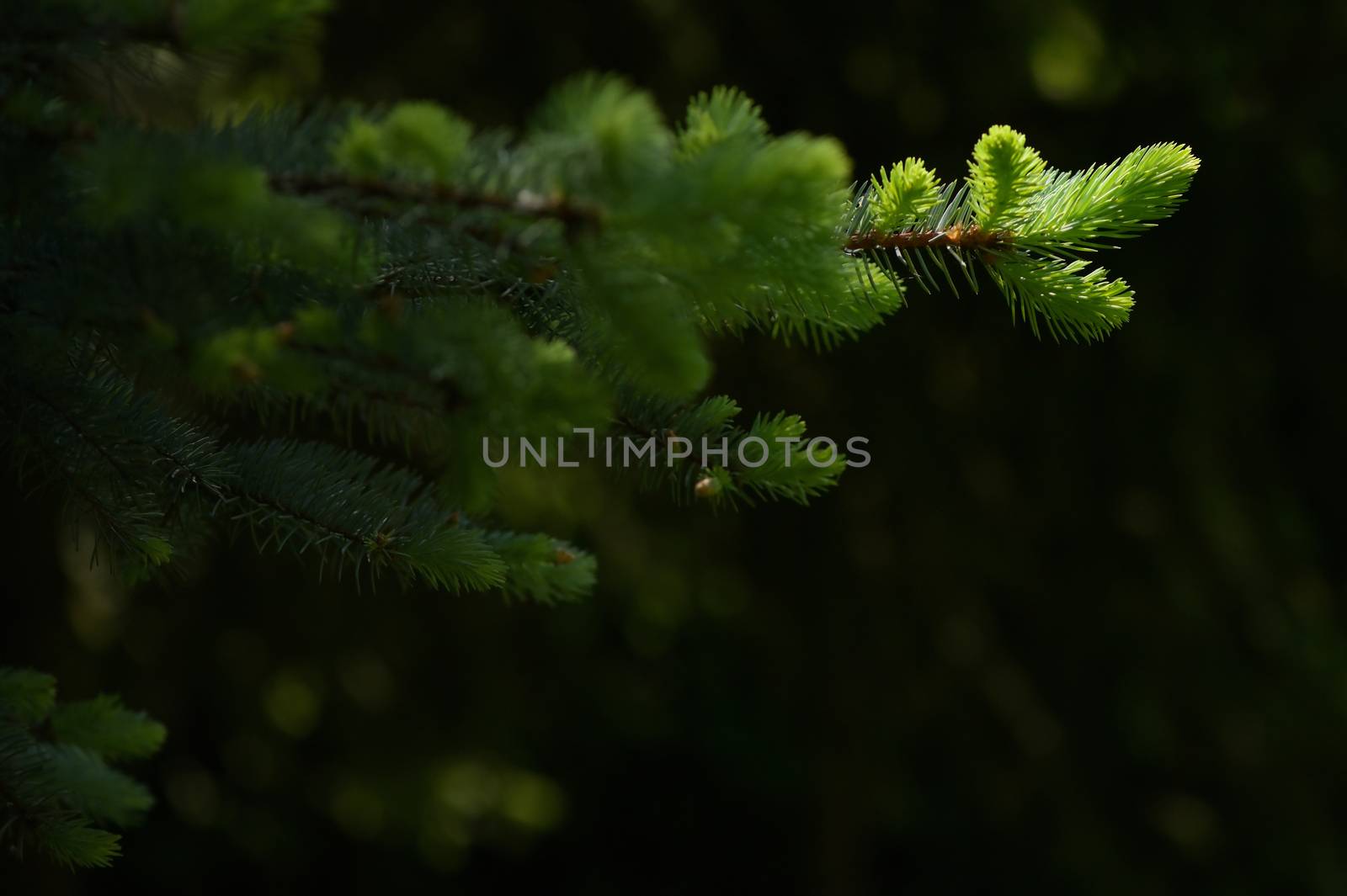 Pine Branches and Sunrays in morning forest