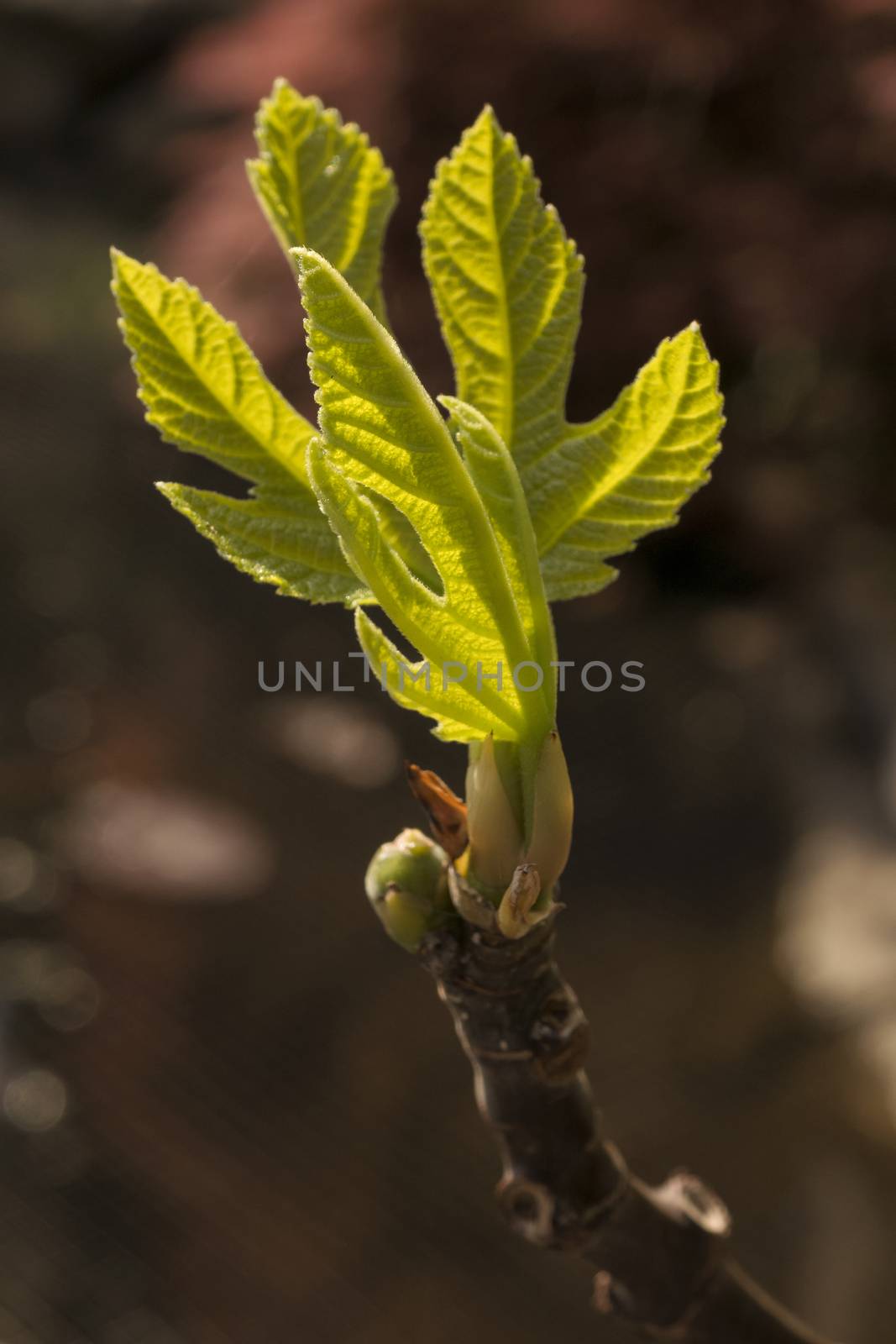 Sprout of a Weeping Fig  plant in the garden 