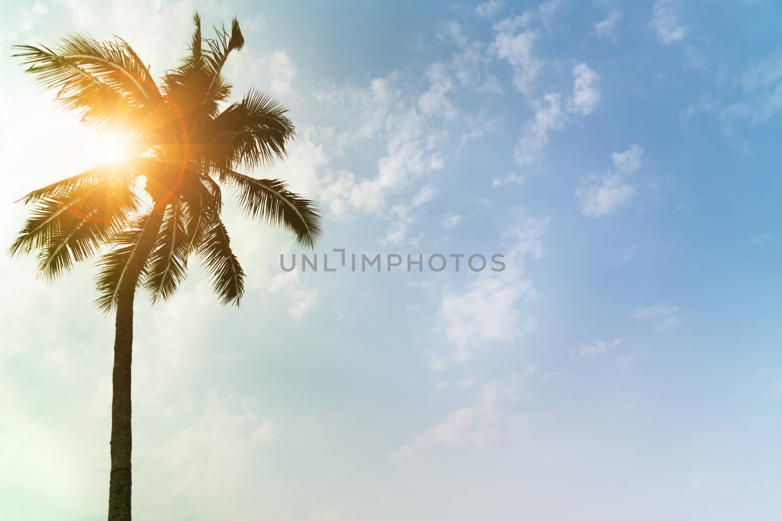 Holiday loading with coconut trees over clear sky on day noon light