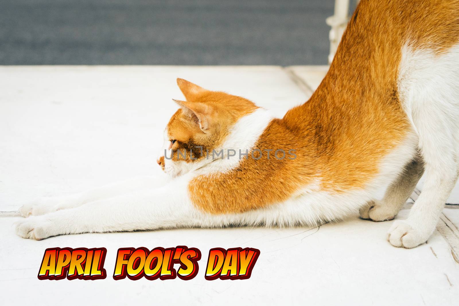 April Fools Day, portrait of yoga white-light brown cat