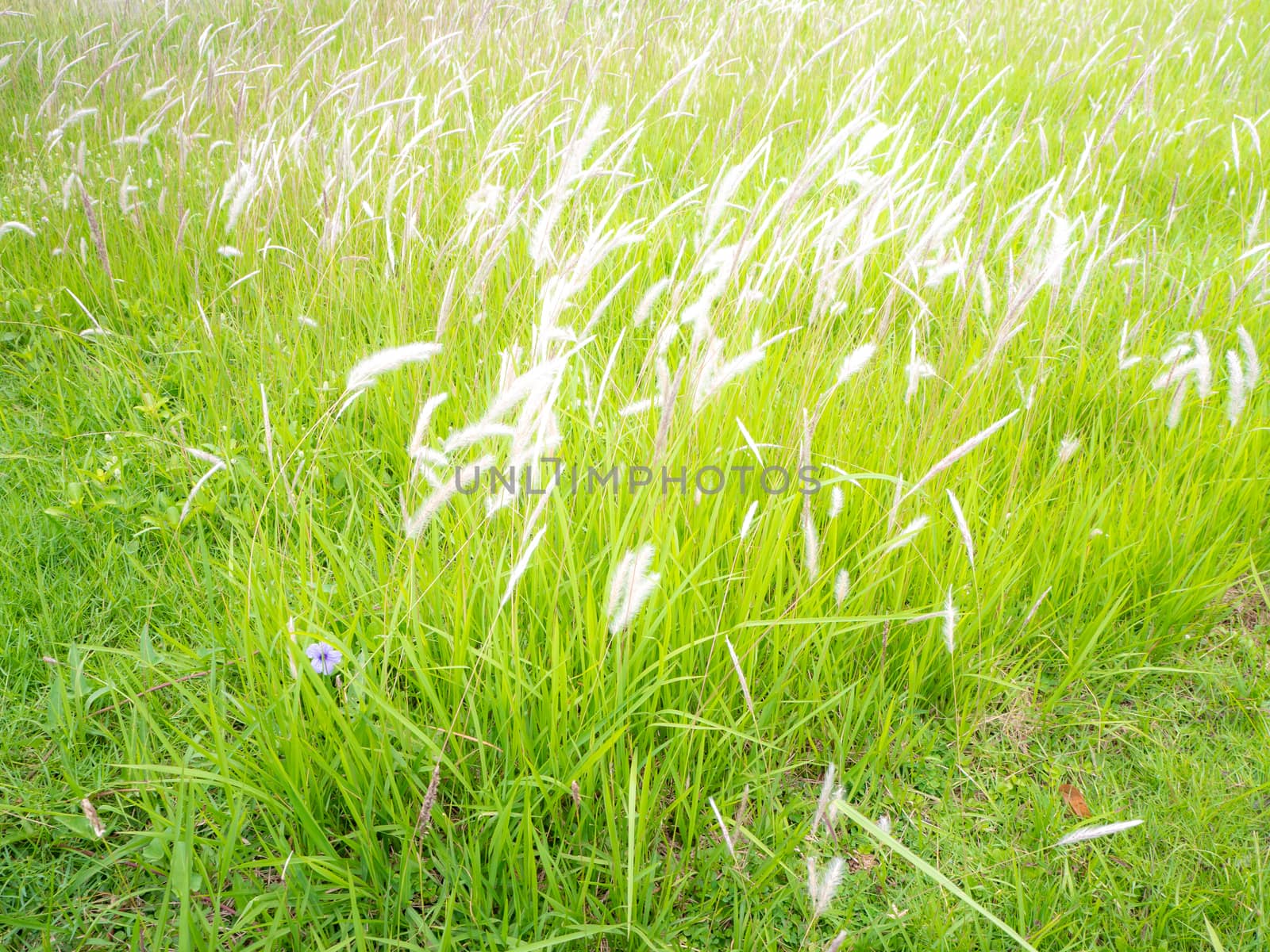 Wild blossoming grass in field meadow in nature for background