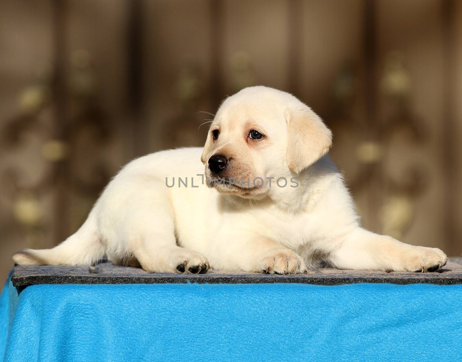 the little labrador puppy on a blue background