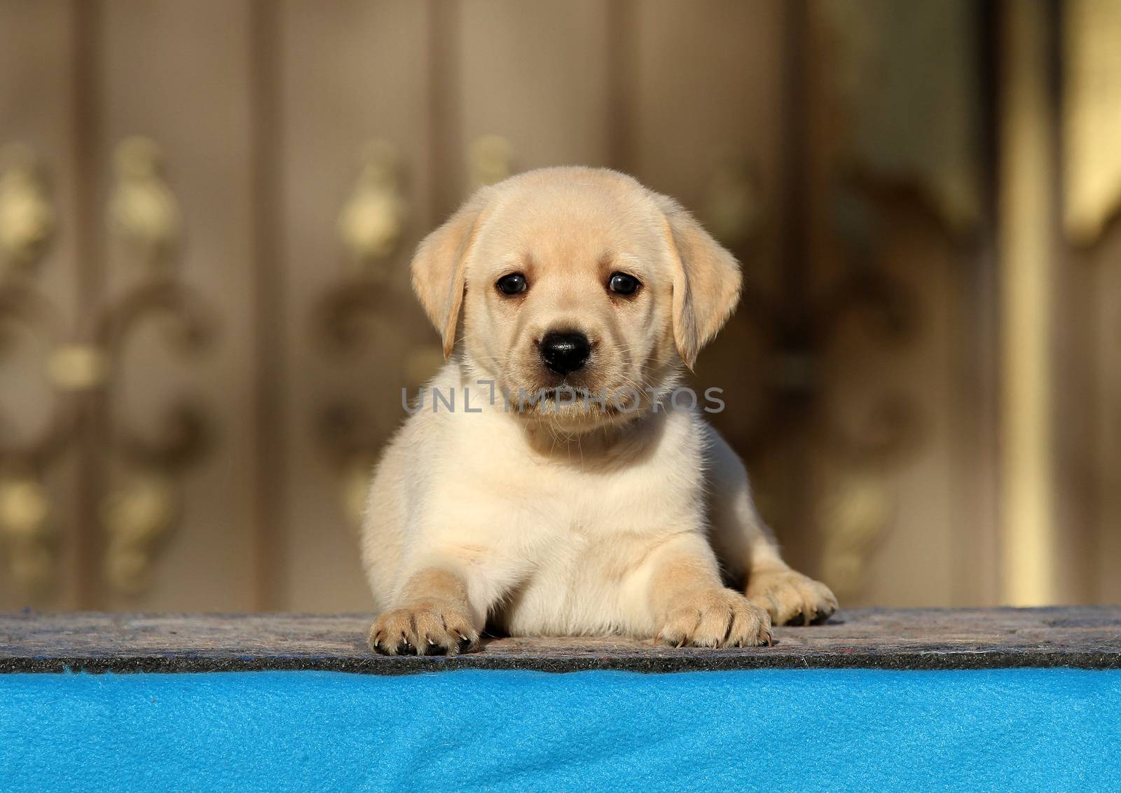 a little labrador puppy on a blue background