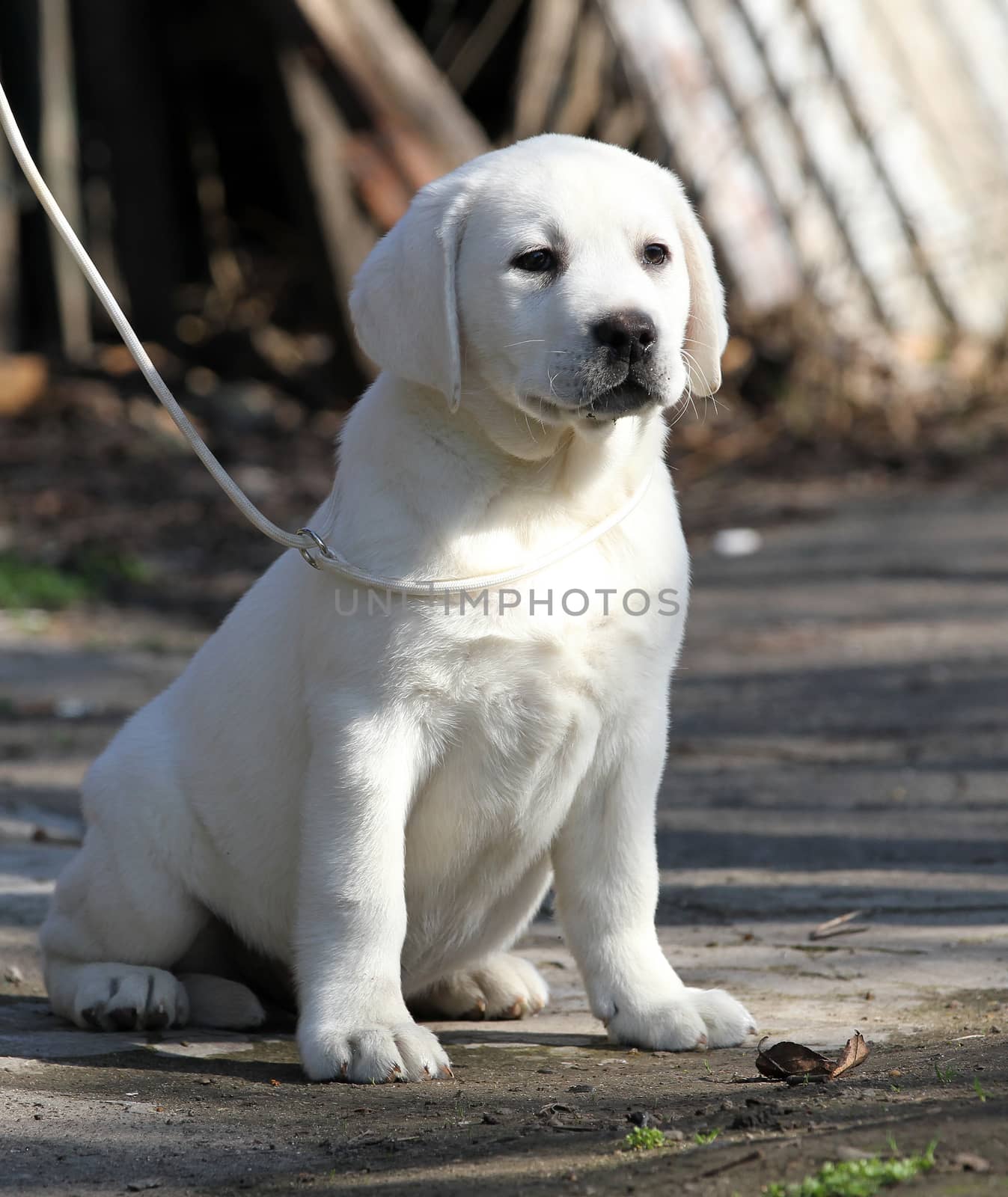 the yellow labrador playing in the park