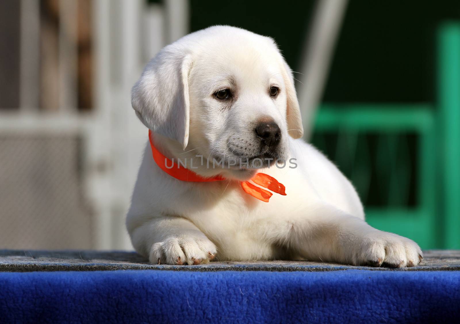 little labrador puppy on a blue background