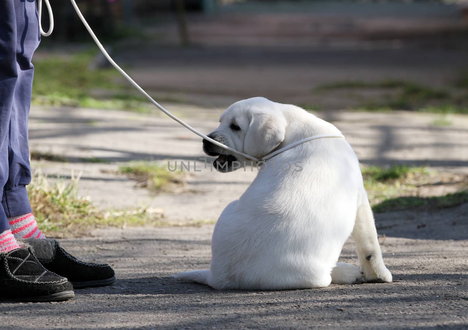 a yellow labrador playing in the park