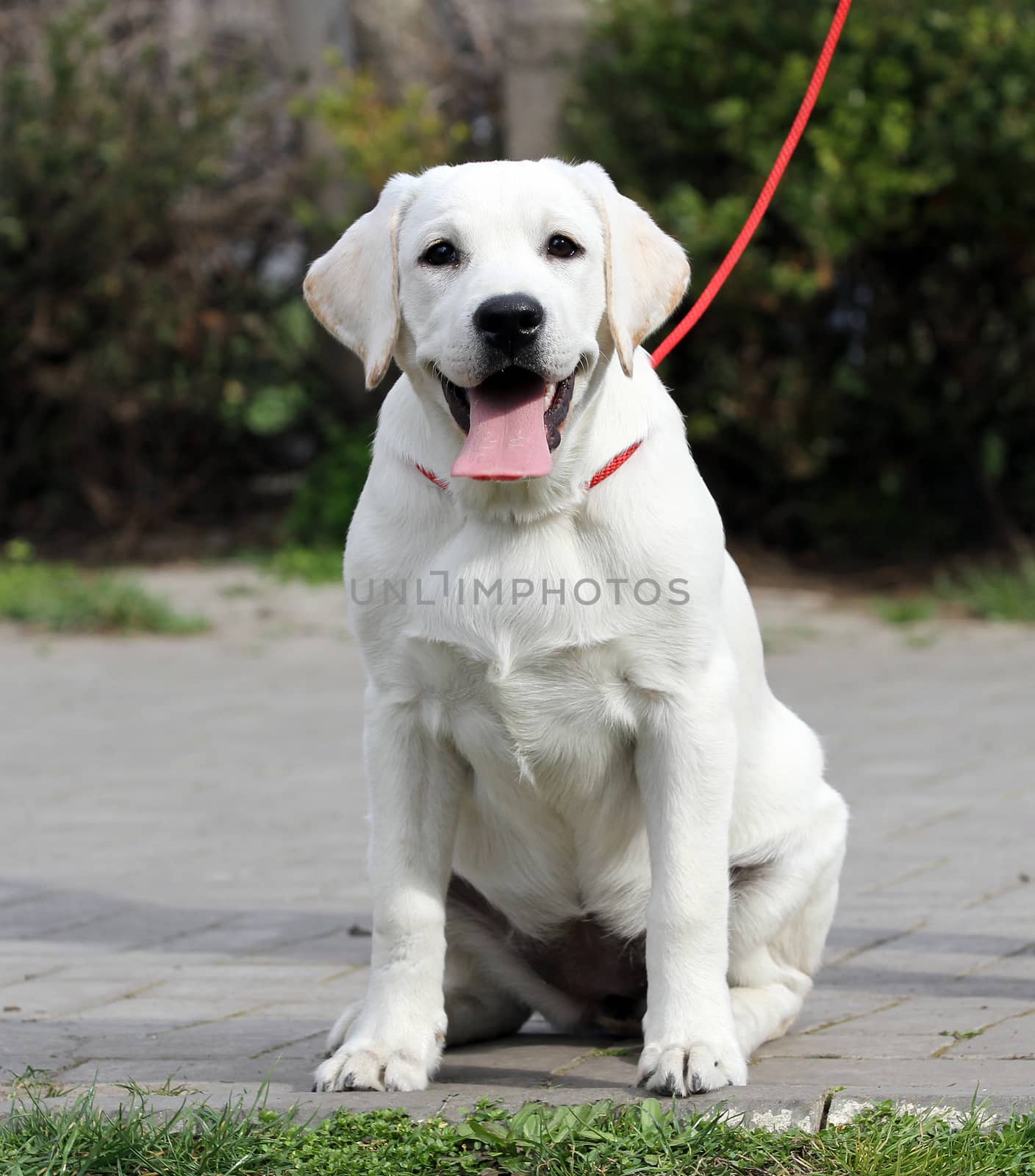 a sweet yellow labrador playing in the park