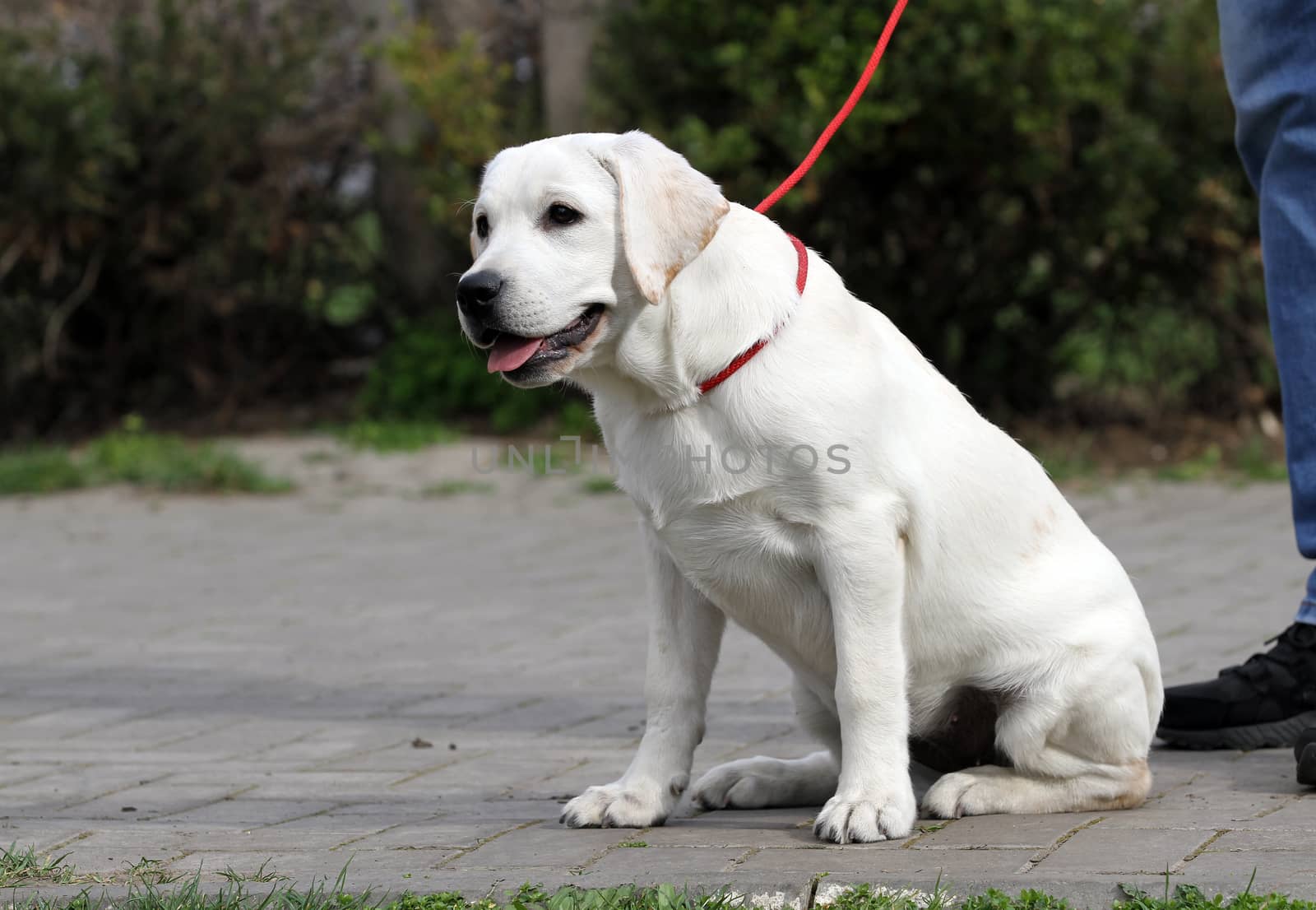 sweet yellow labrador playing in the park